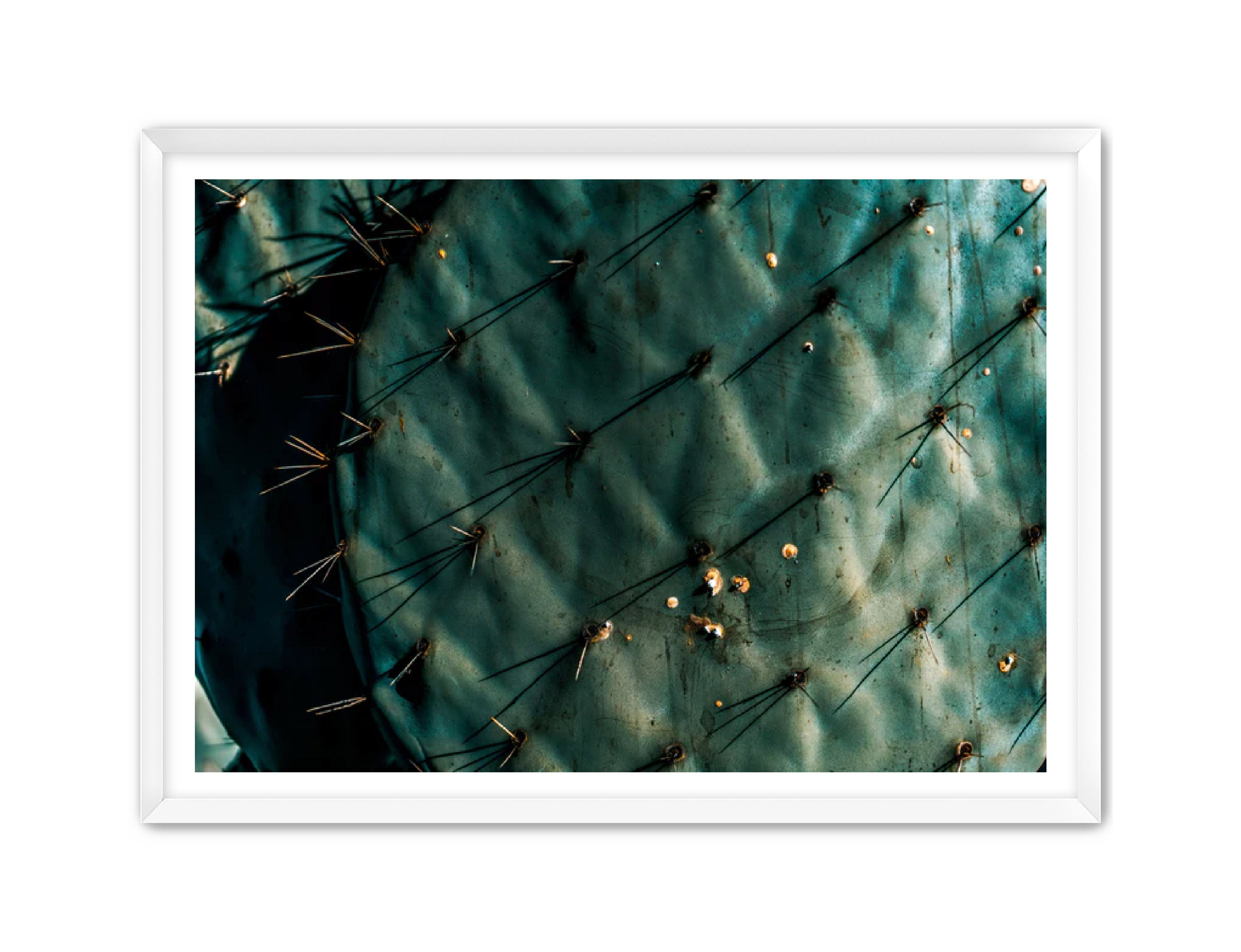 Photography Prints 'Nopal Azul' Reed Decker