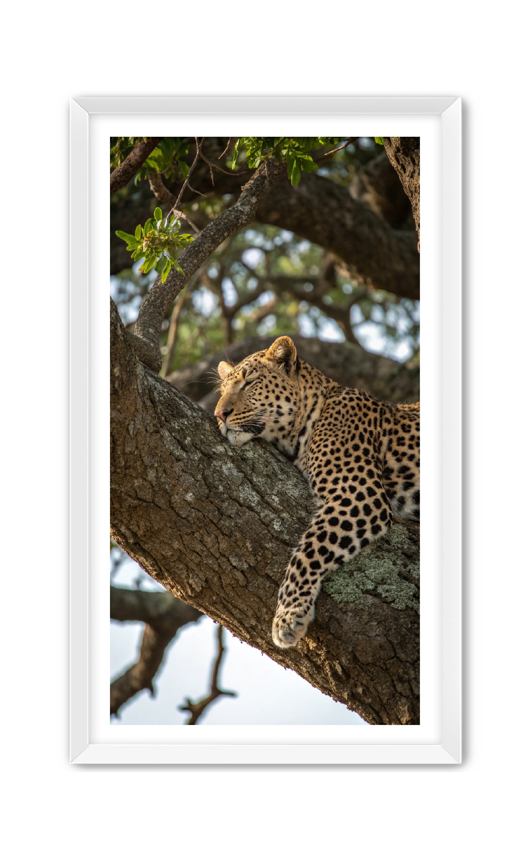 Apricus Prints 'Nap Time' Apricus Art Collection