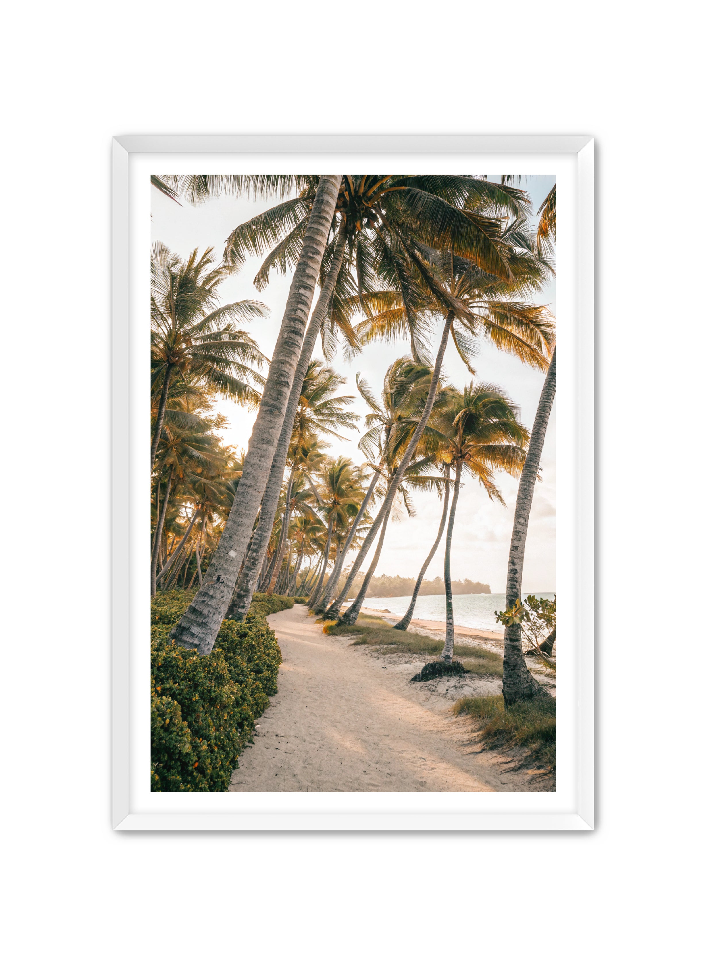 Apricus Prints Beaches 'Driftwood Dreams' Apricus Art Collection