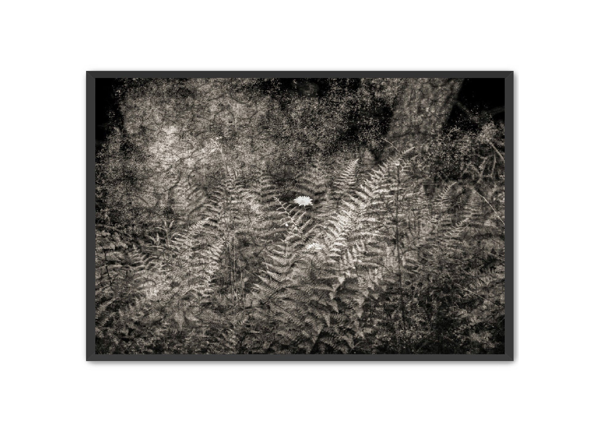 PhotoArt Prints 'FERNS' Danielle Neumann Kelly