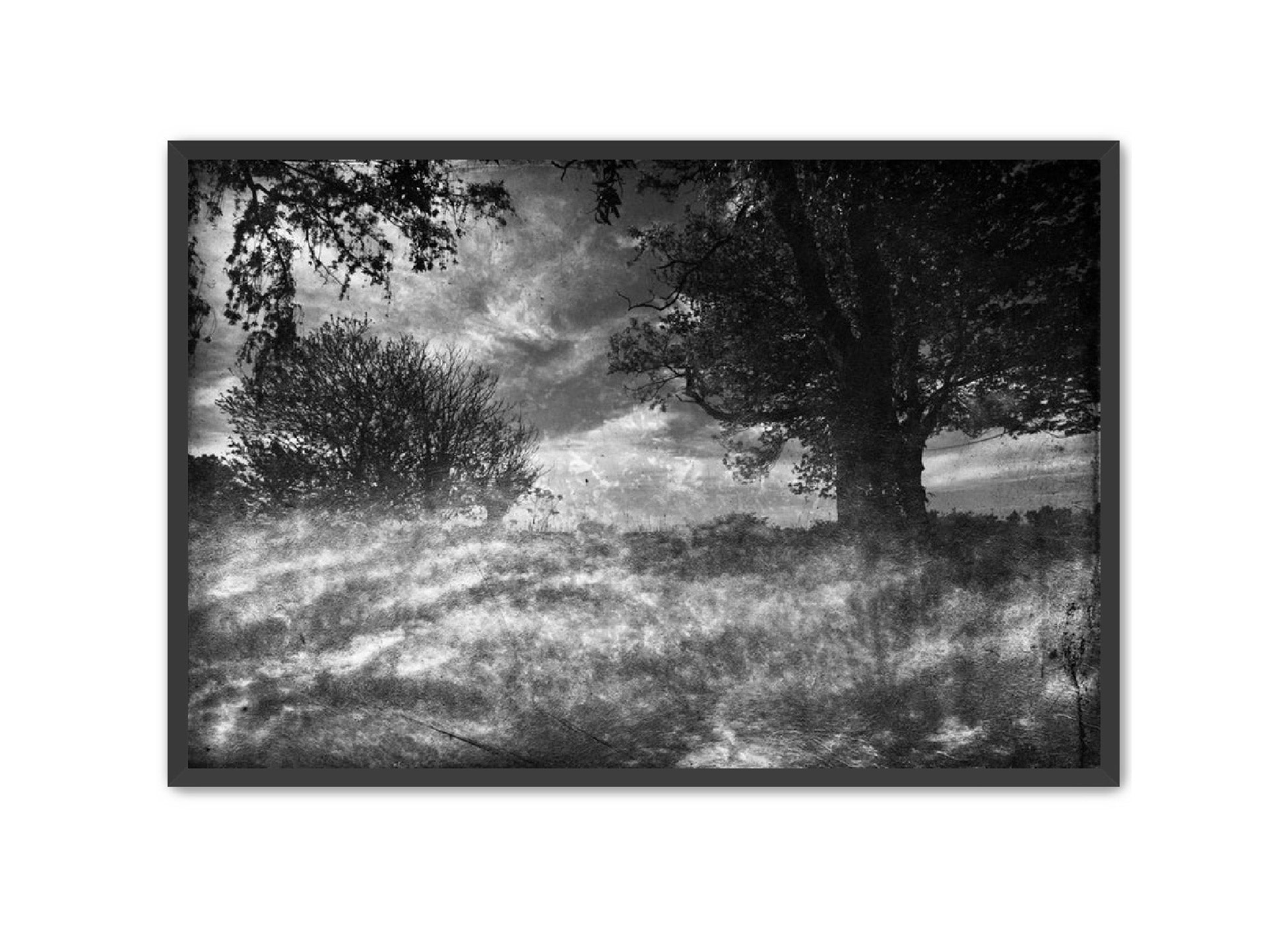 PhotoArt Prints 'CLOUDS IN TREES' Danielle Neumann Kelly