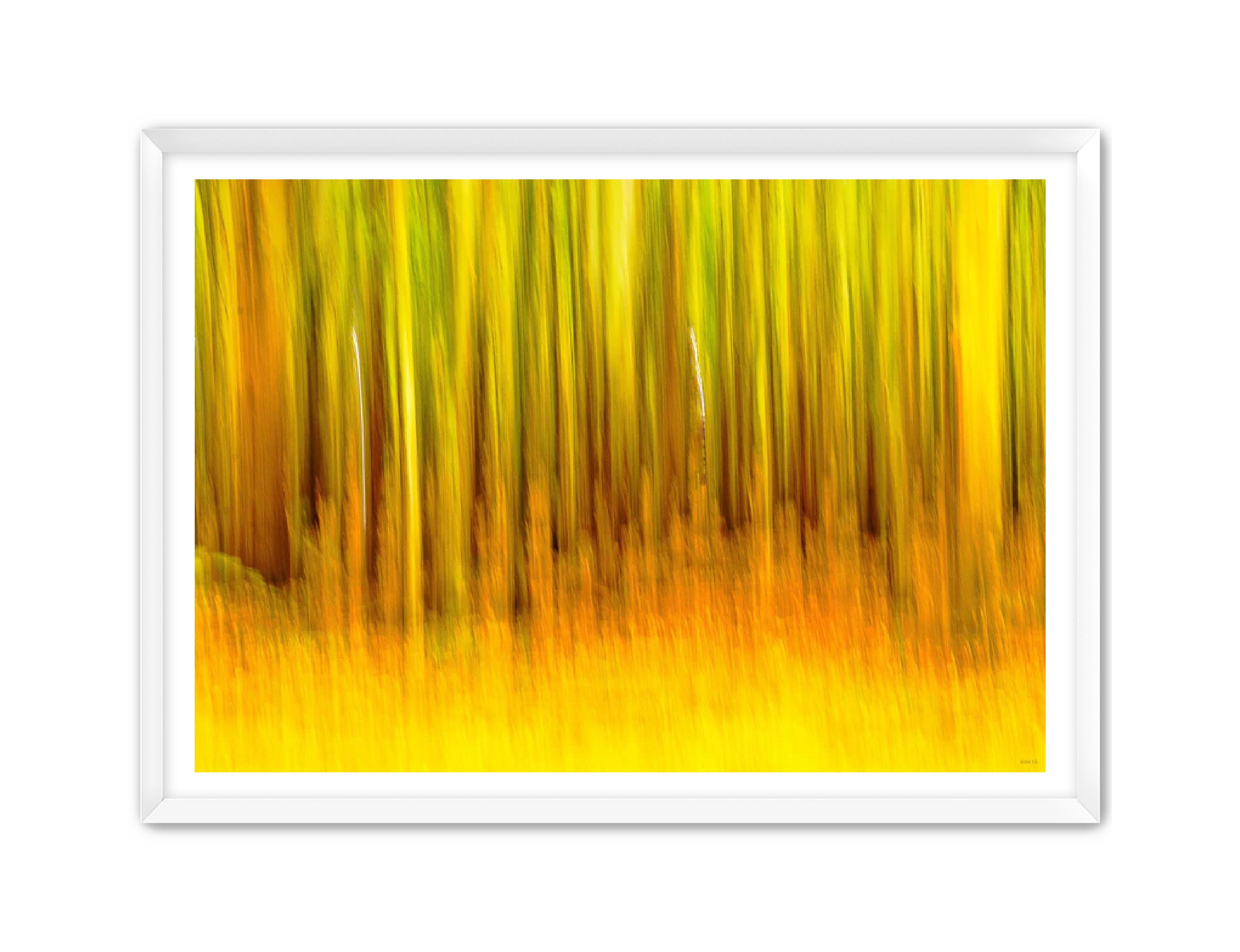 Abstract Photography Prints 'The forest' Aline Karagozlu