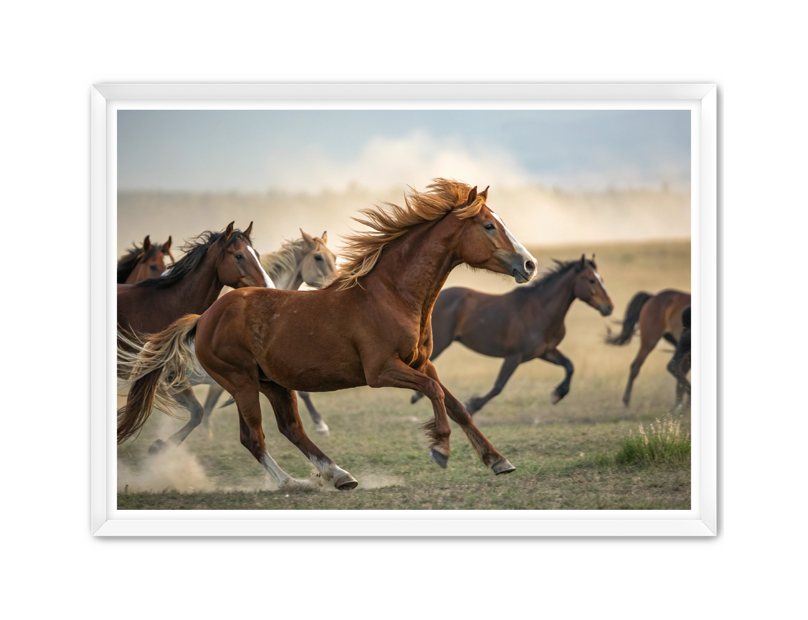 Apricus Prints Vaquero 'Stampede Leader' Apricus Art Collection