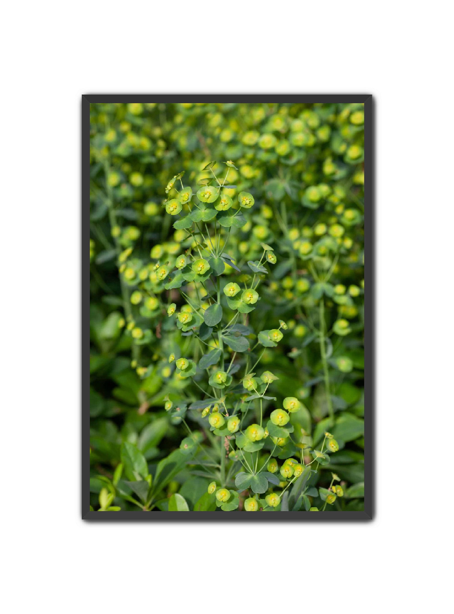 PhotoArt Prints 'GREENERY' Danielle Neumann Kelly