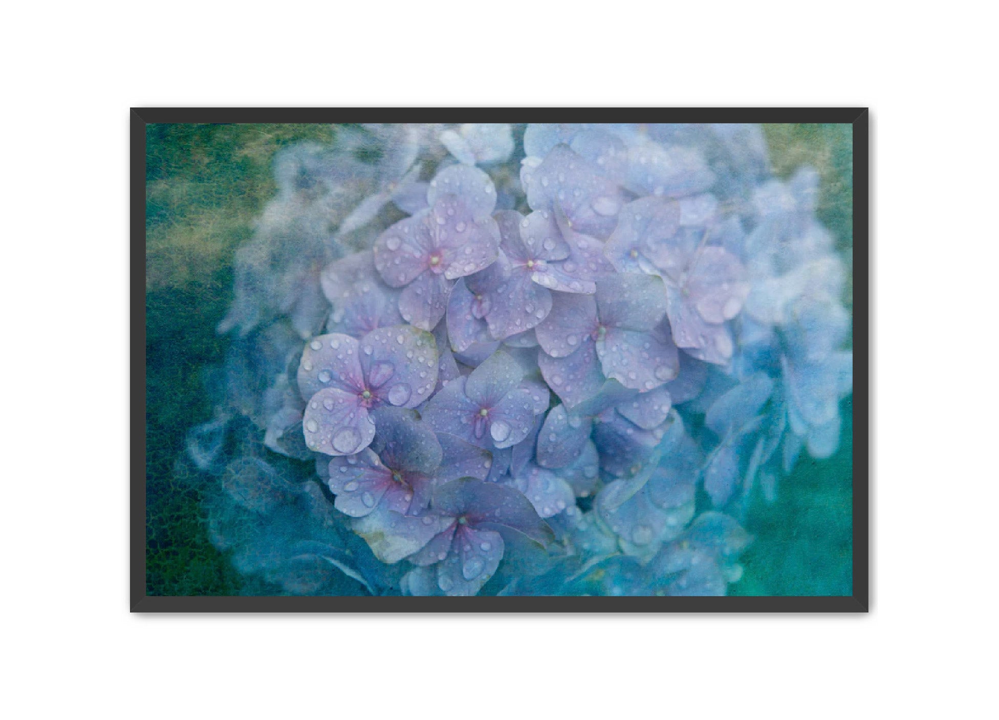 PhotoArt Prints 'HYDRANGEA' Danielle Neumann Kelly