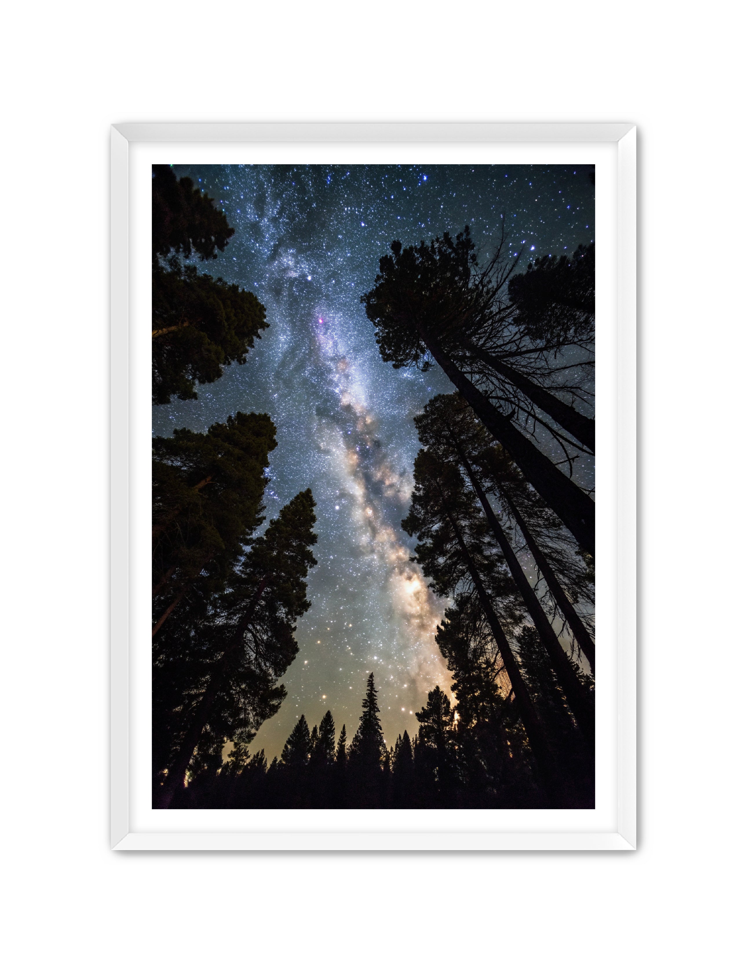 Apricus Prints 'Canopy of Eternity' Apricus Art Collection