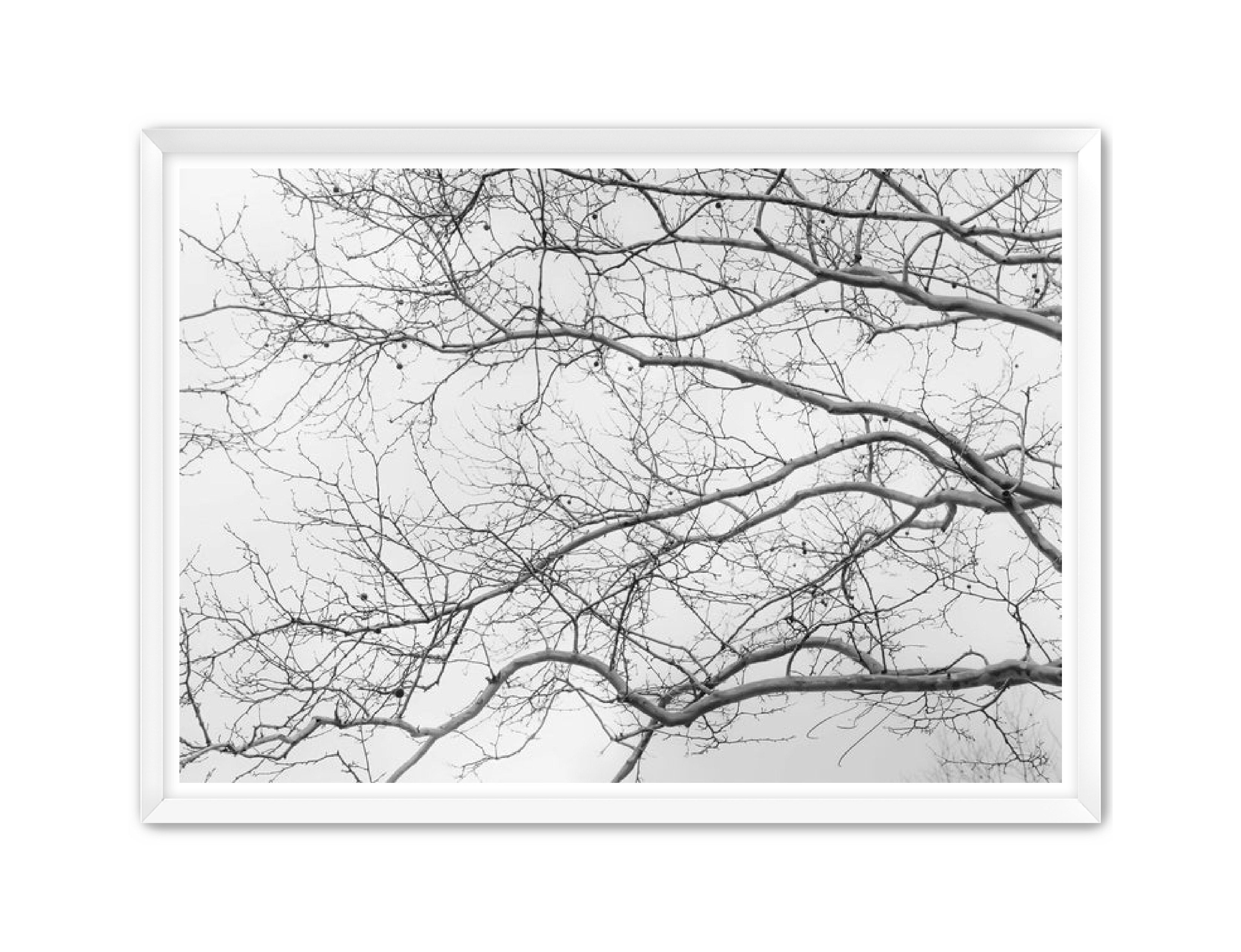 Art Contemporary Photography Prints 'Intertwined' Eric C. Jackson Studio