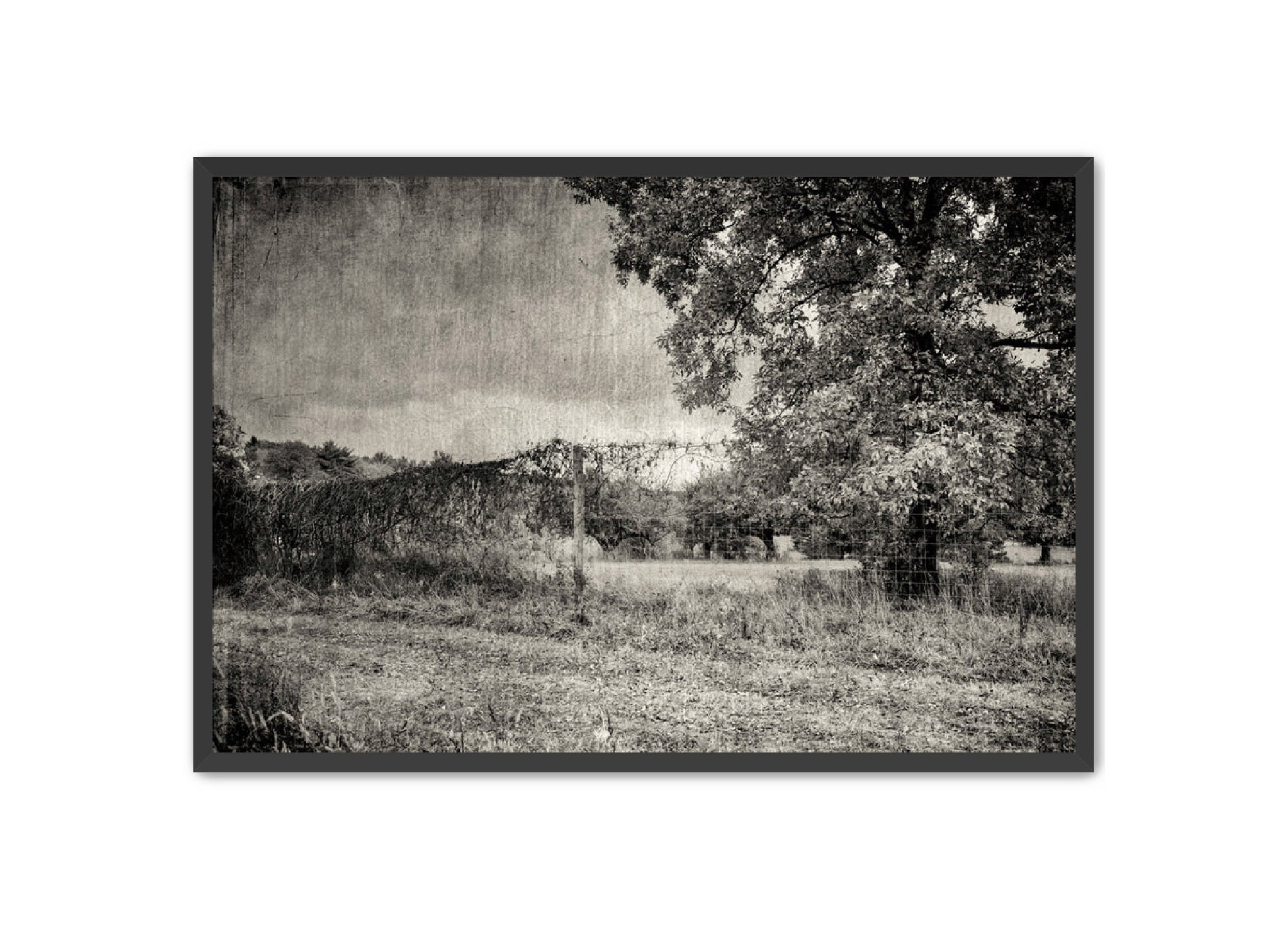 PhotoArt Prints 'ORCHARD B/W' Danielle Neumann Kelly