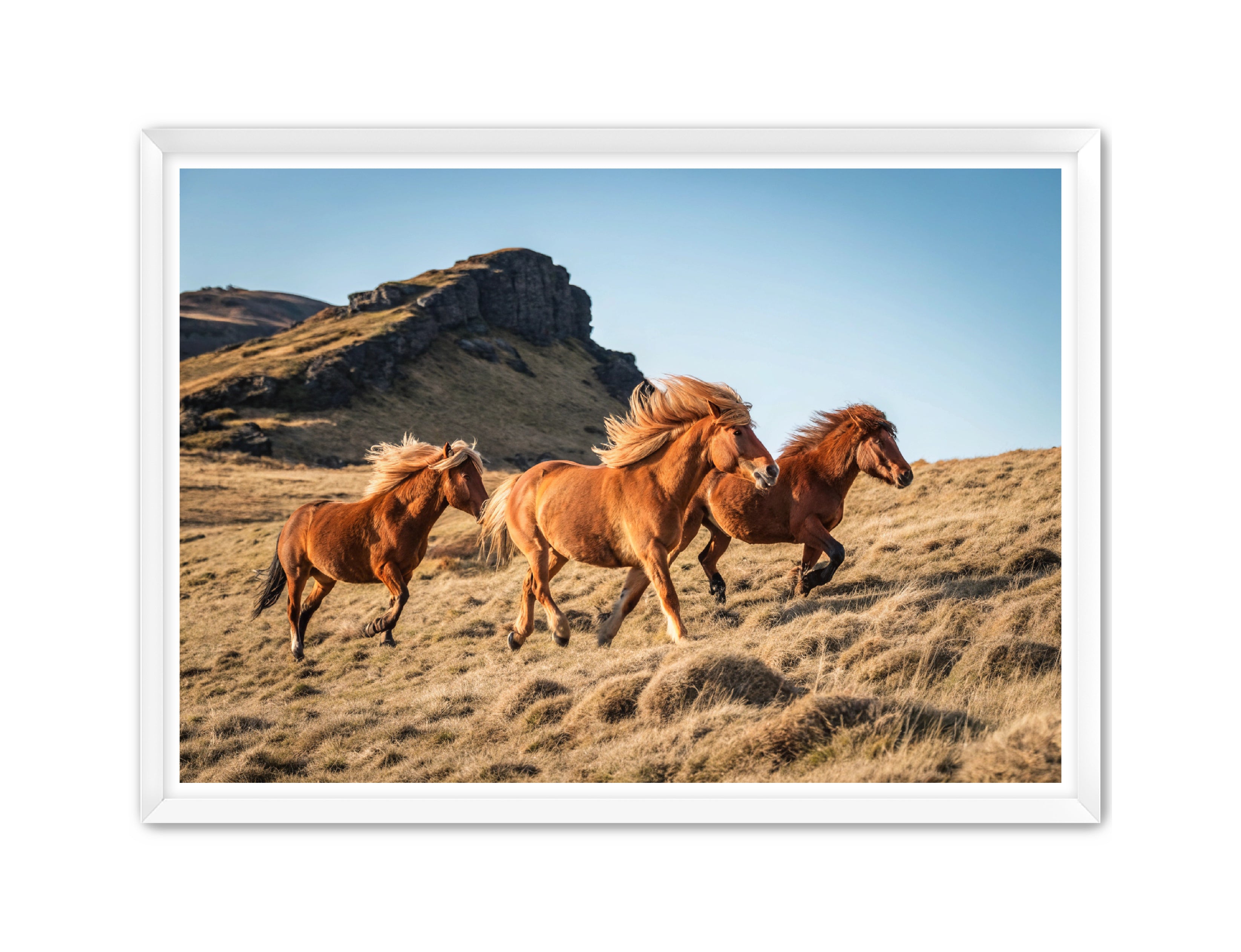 Apricus Prints Vaquero 'Wild Ponies' Apricus Art Collection