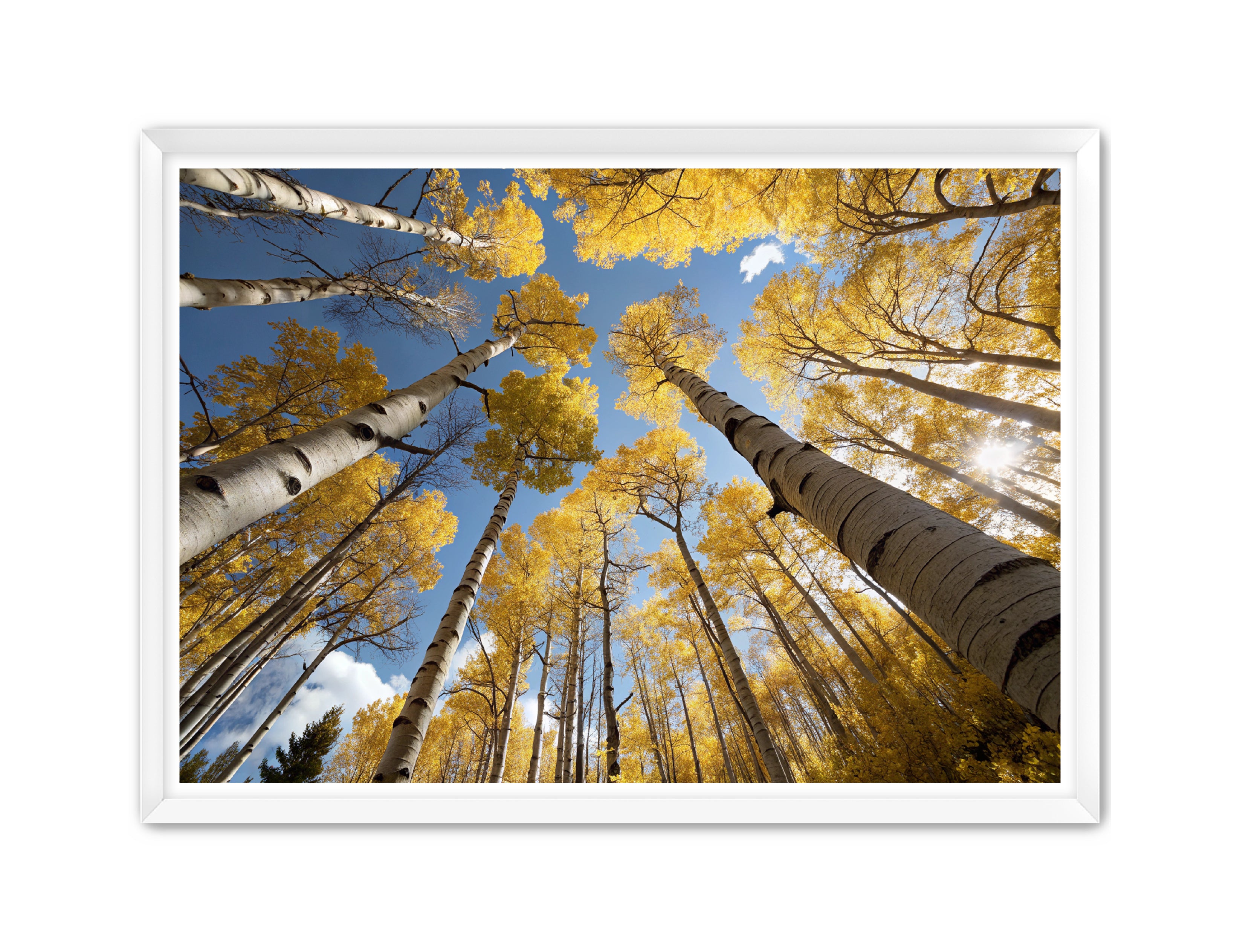 Apricus Prints 'Golden Reach' Apricus Art Collection