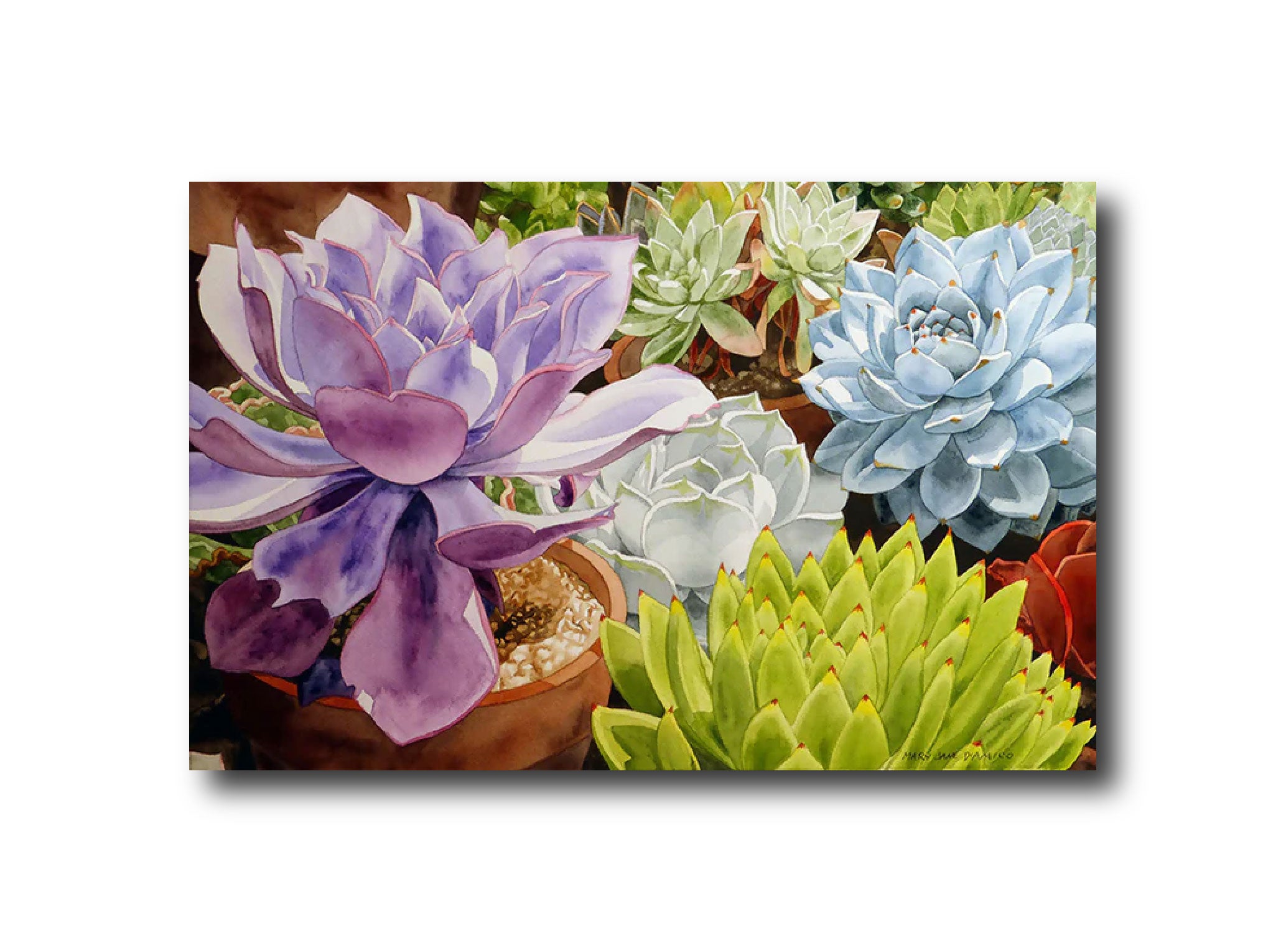 Succulents