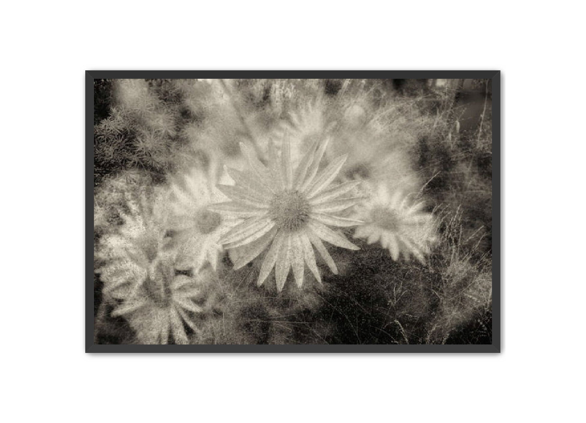 PhotoArt Prints 'DAISYS' Danielle Neumann Kelly