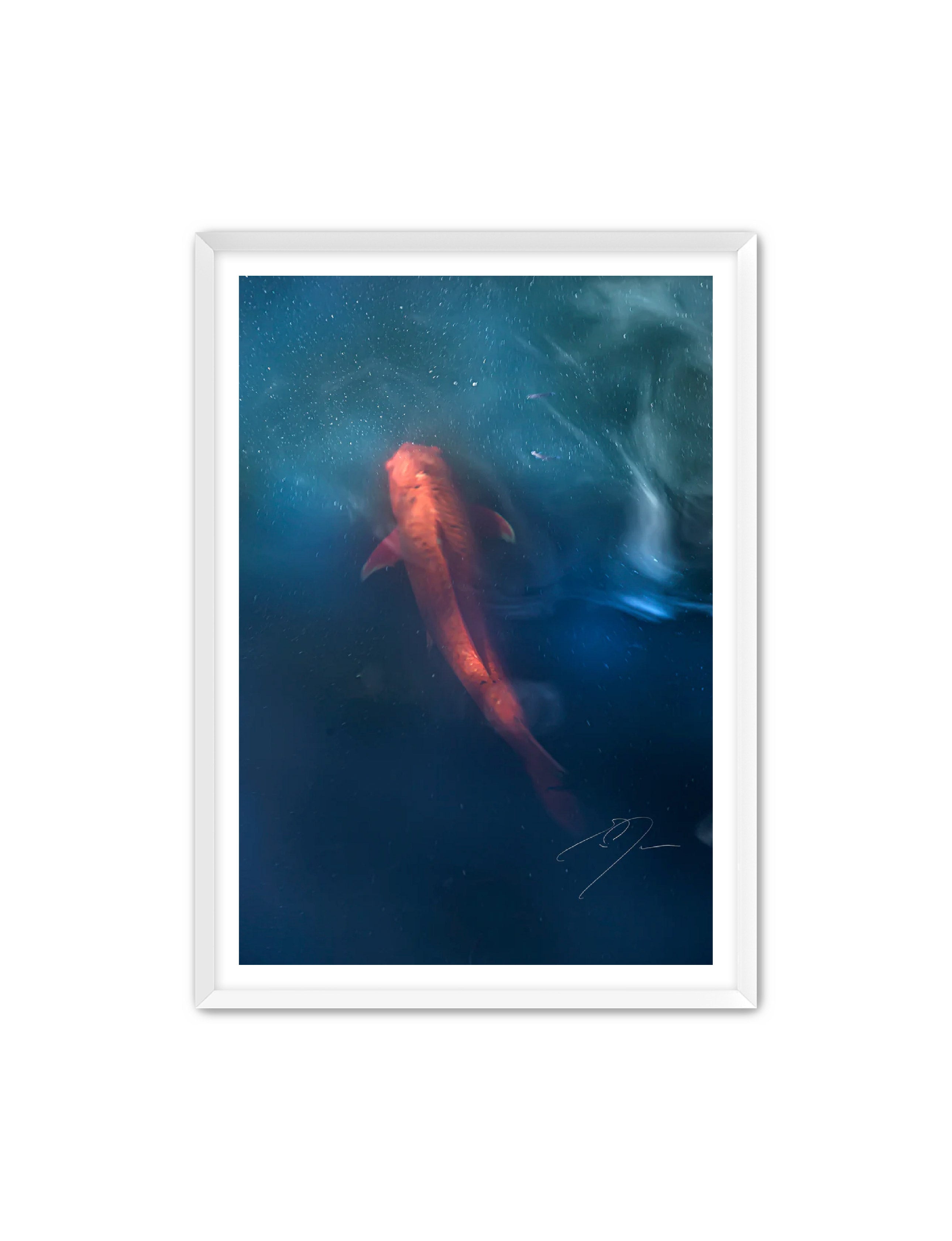 Art Contemporary Photography Prints 'KOI' - Photography Eric C. Jackson Studio