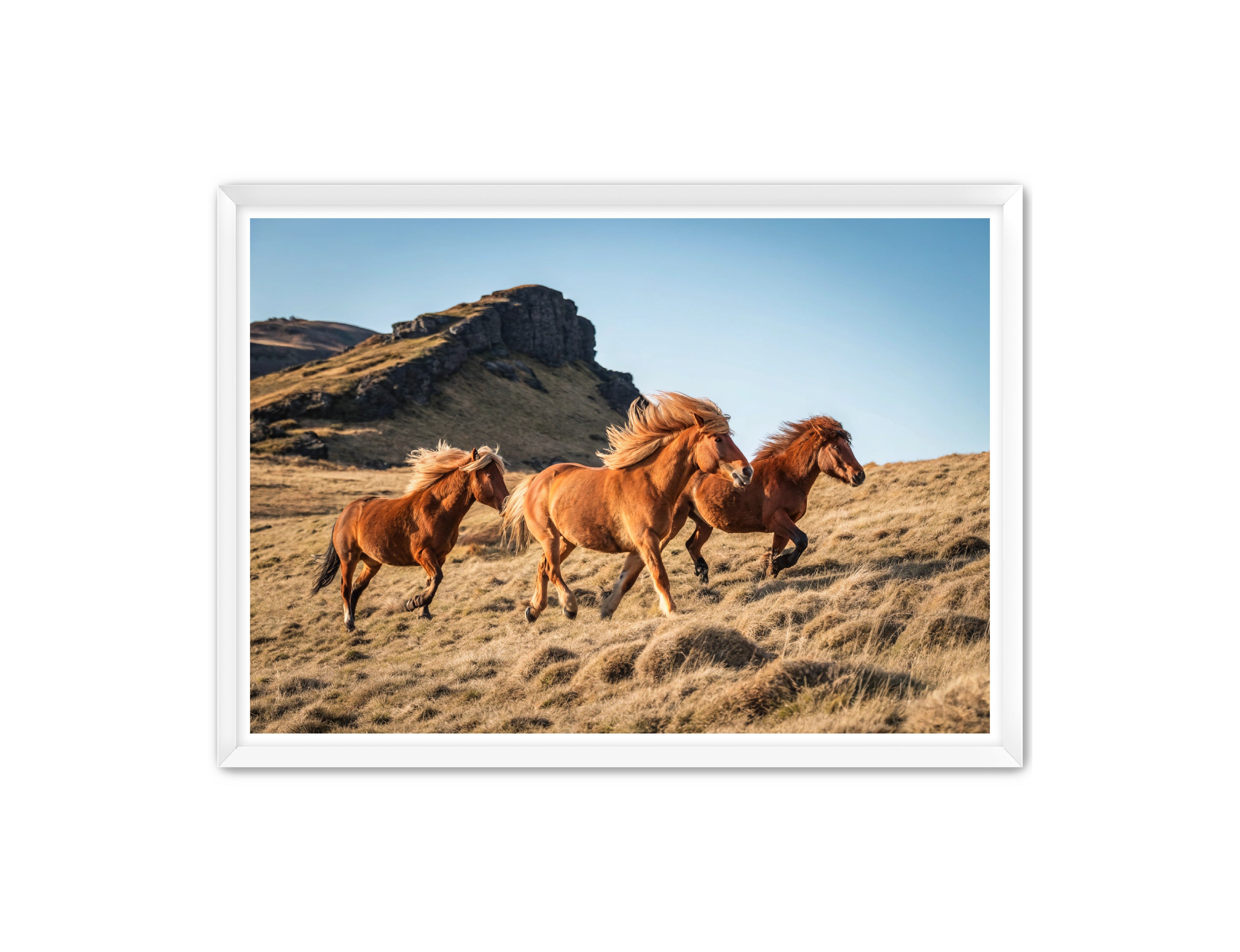 Apricus Prints Vaquero 'Wild Ponies' Apricus Art Collection