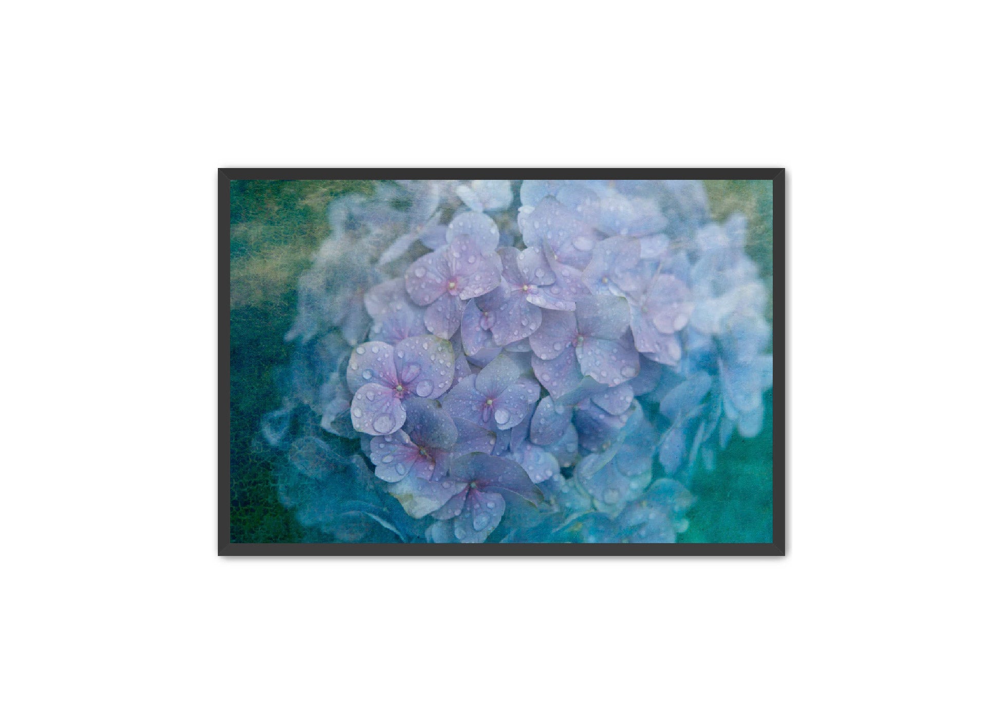 PhotoArt Prints 'HYDRANGEA' Danielle Neumann Kelly