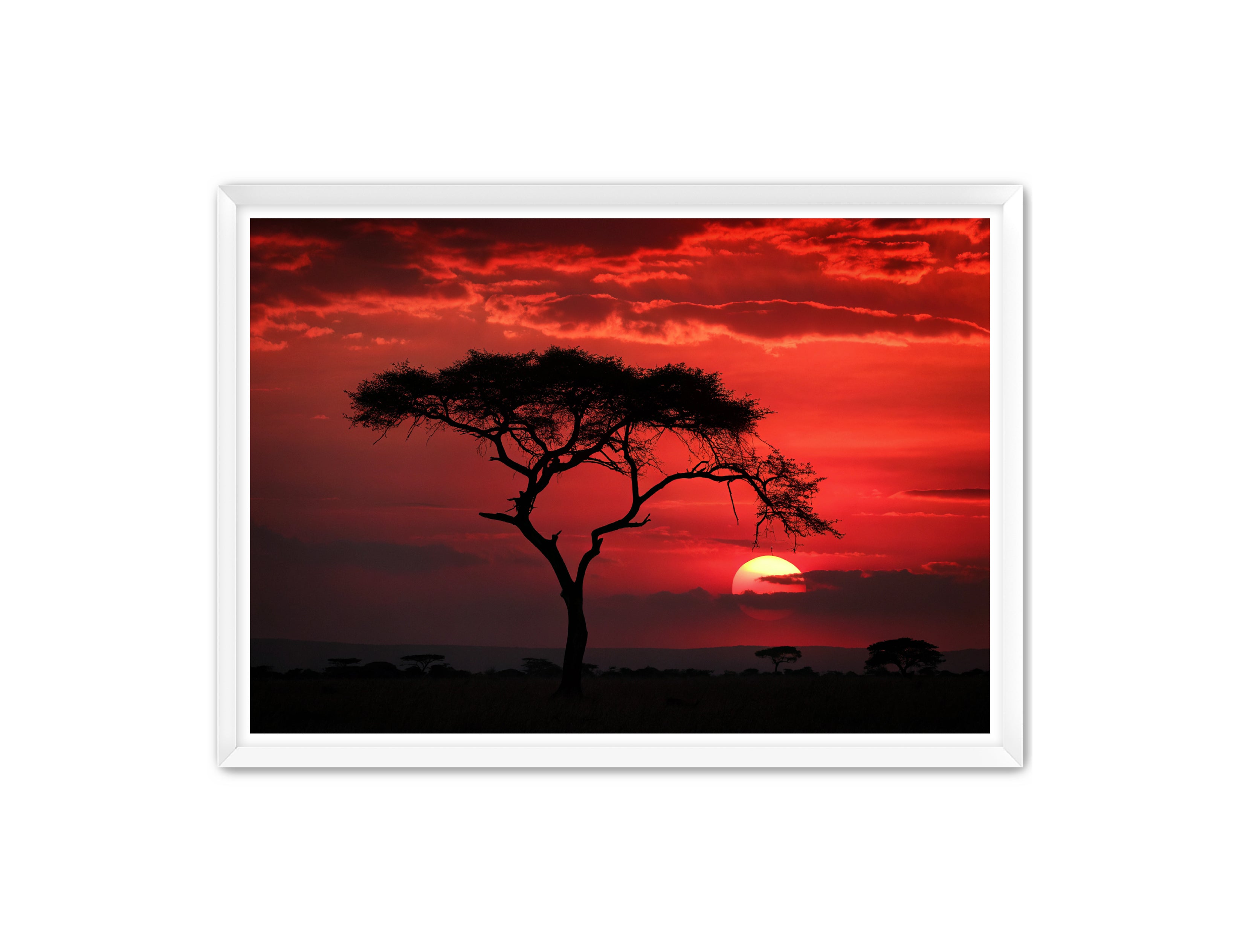 Apricus Prints 'Red Night' Apricus Art Collection