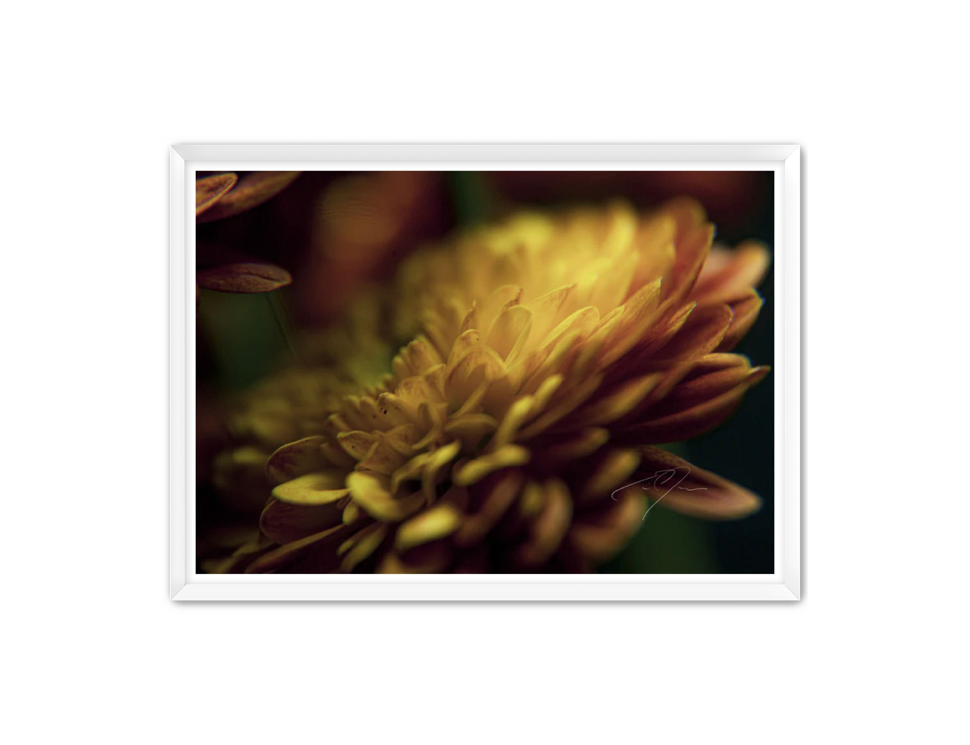 Art Contemporary Photography Prints 'Petal's Glow' Eric C. Jackson Studio