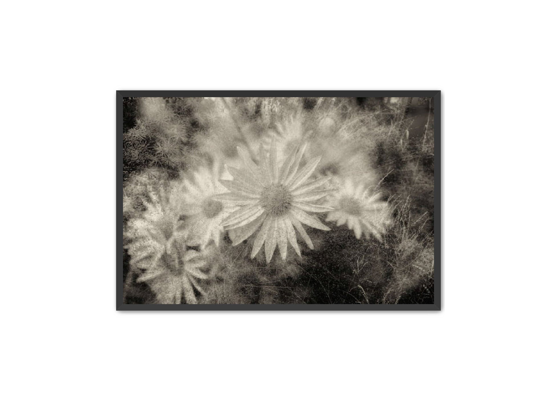 PhotoArt Prints 'DAISYS' Danielle Neumann Kelly