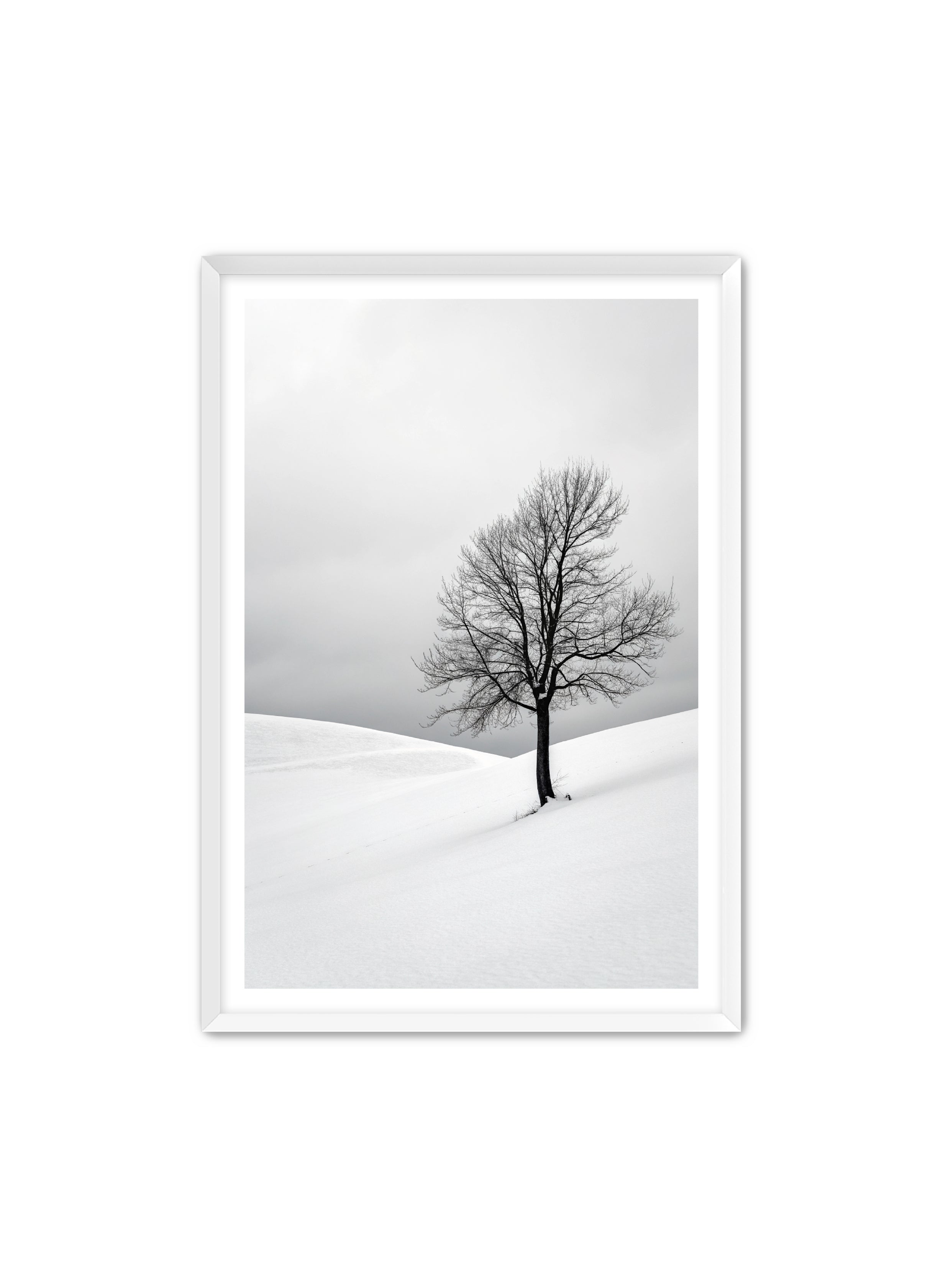 Apricus Prints 'Winter Whisper' Apricus Art Collection