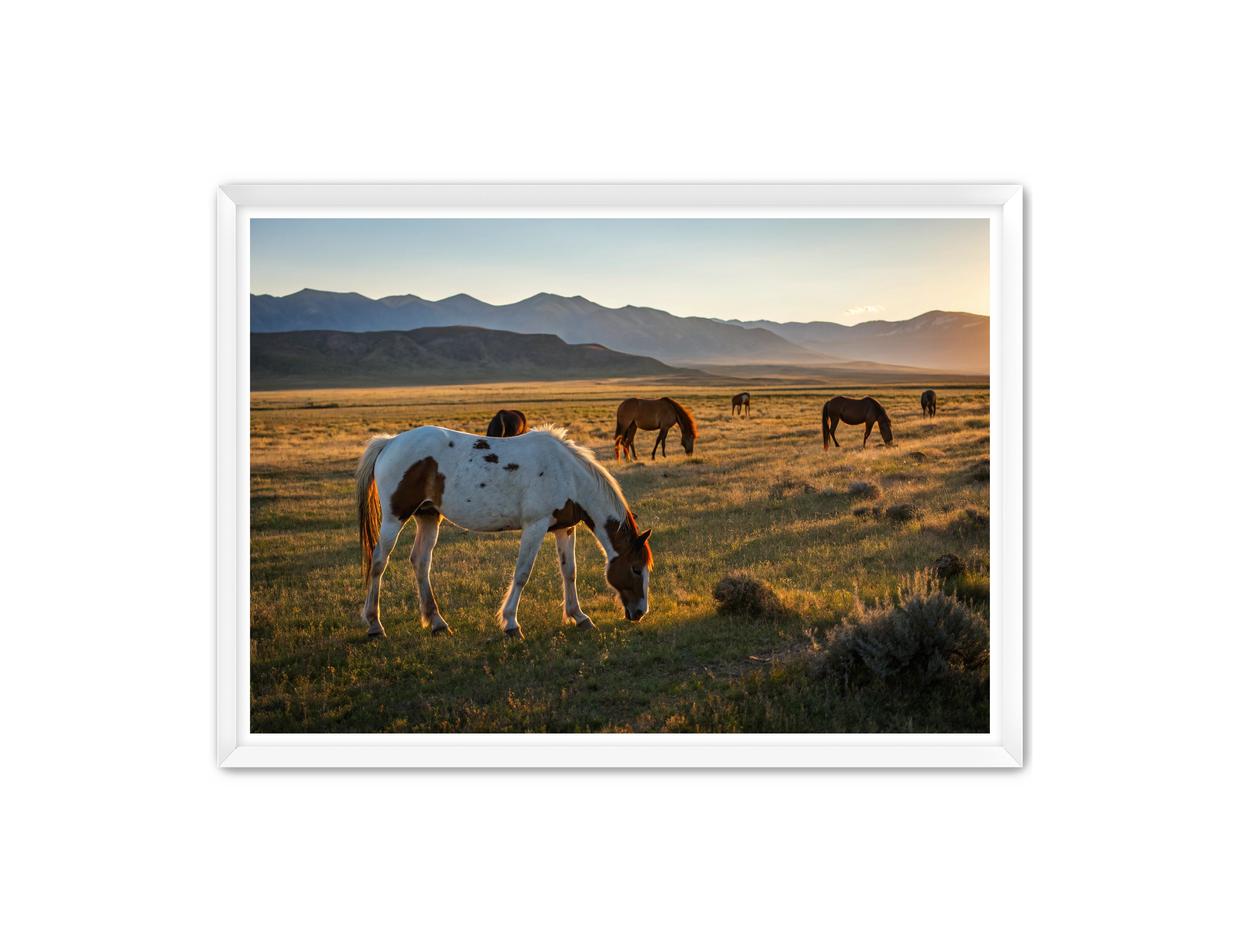 Apricus Prints Vaquero 'Evening Grazing' Apricus Art Collection