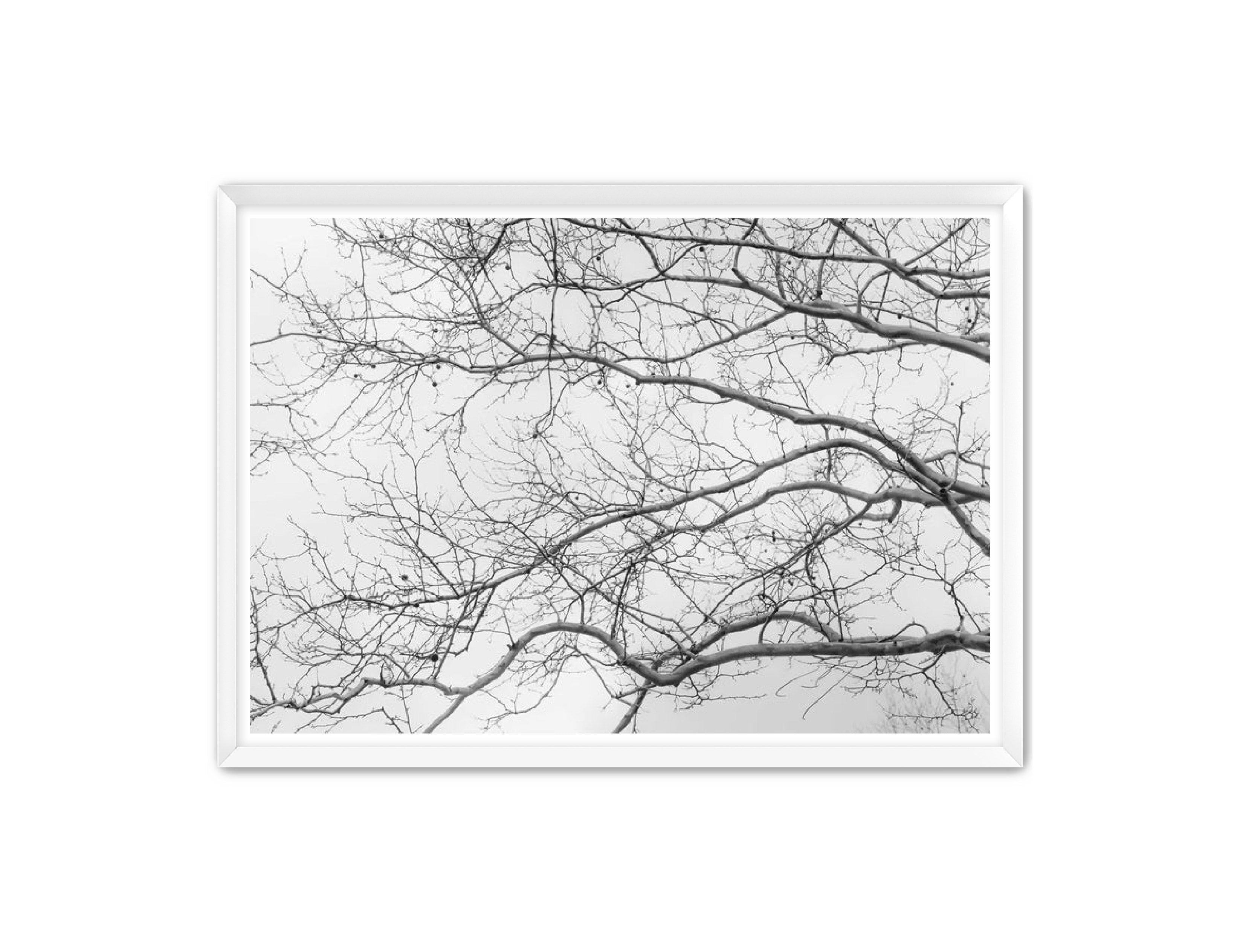 Art Contemporary Photography Prints 'Intertwined' Eric C. Jackson Studio