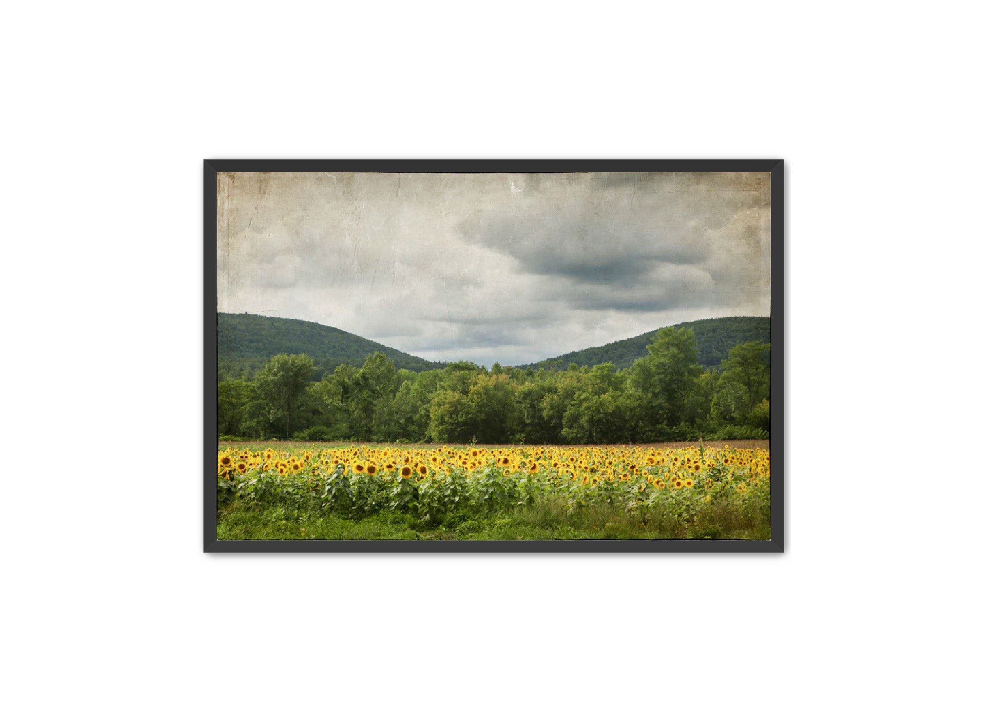 PhotoArt Prints 'SUNFLOWERS' Danielle Neumann Kelly