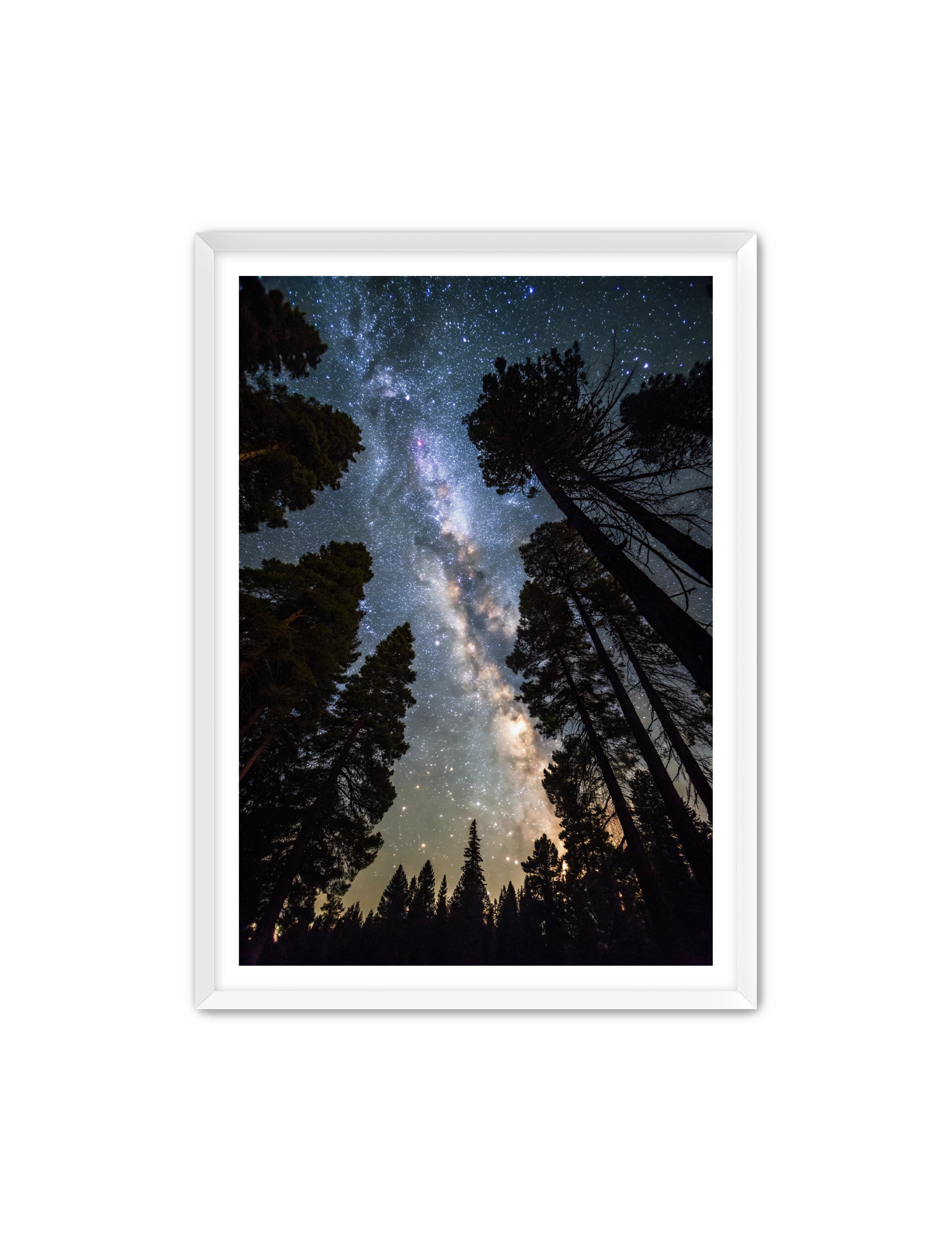 Apricus Prints 'Canopy of Eternity' Apricus Art Collection