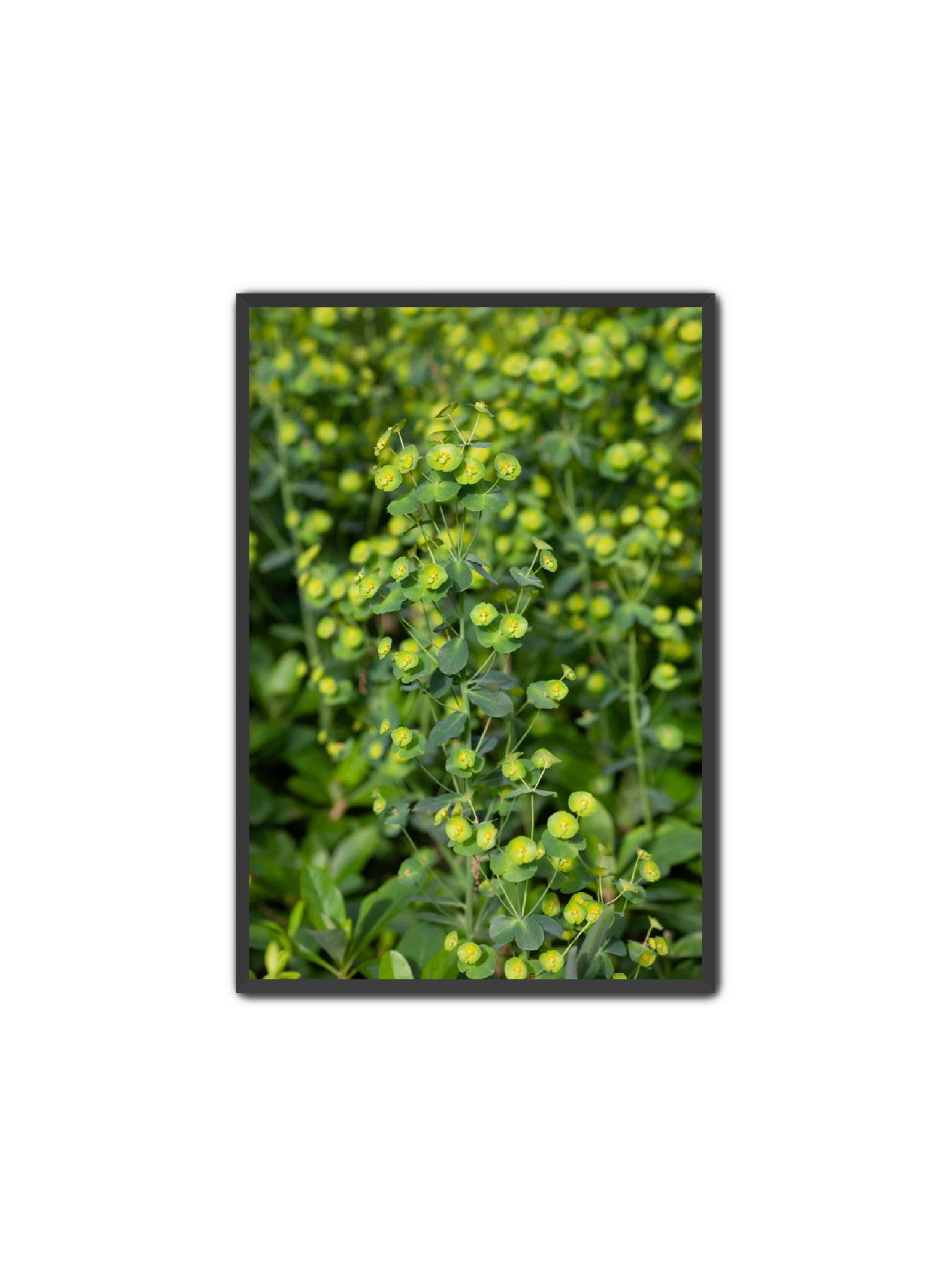 PhotoArt Prints 'GREENERY' Danielle Neumann Kelly