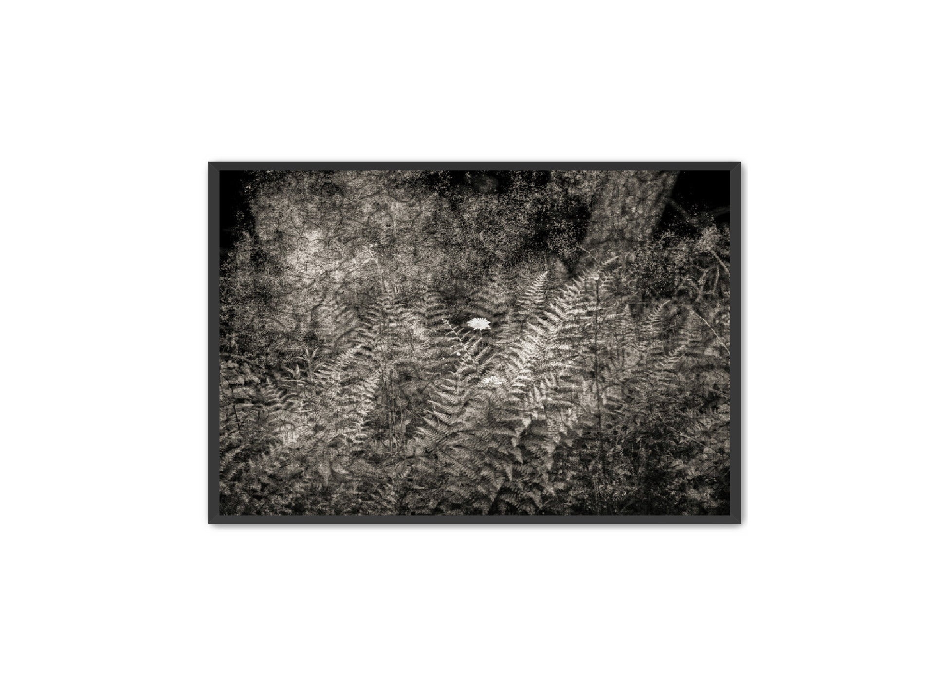 PhotoArt Prints 'FERNS' Danielle Neumann Kelly