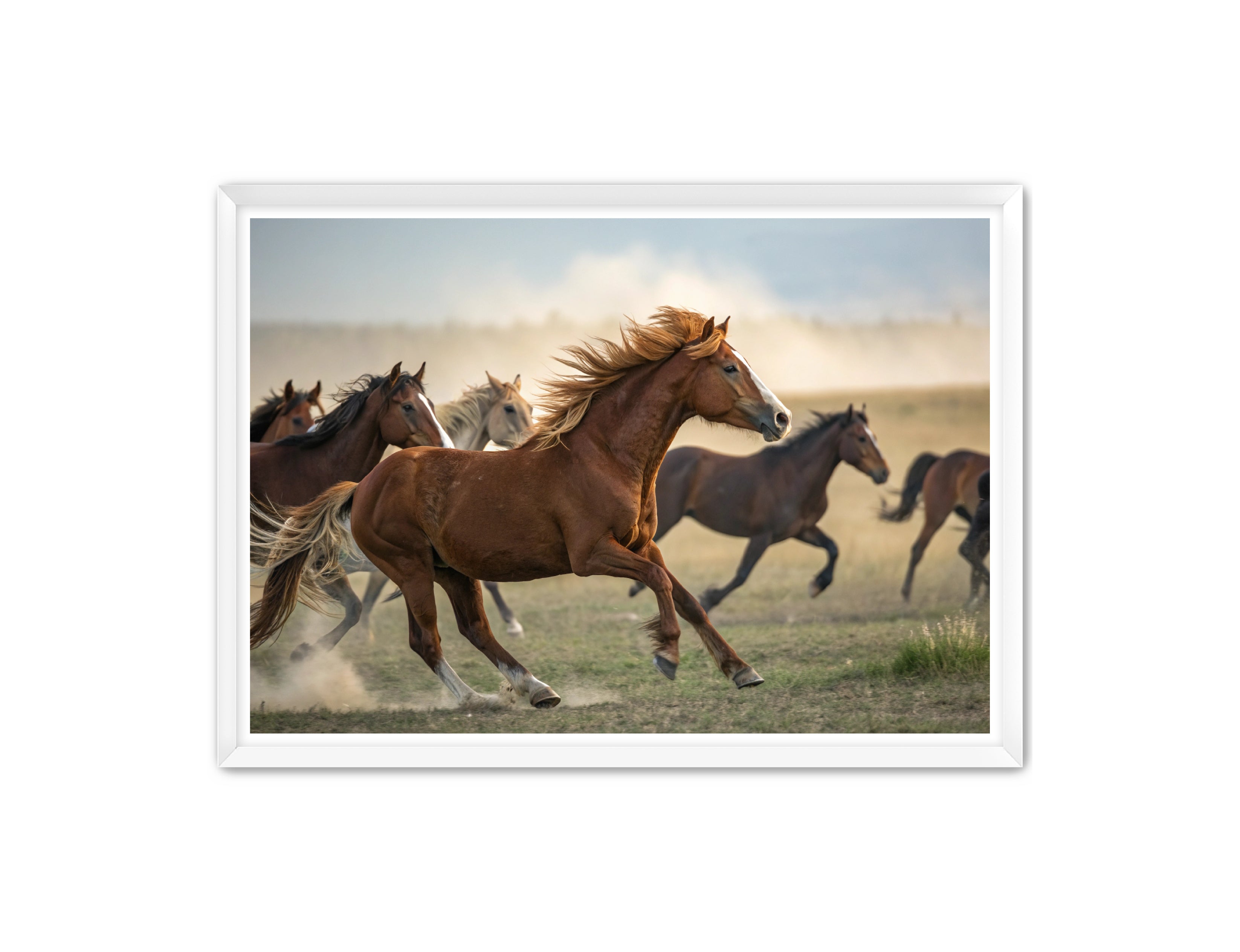 Apricus Prints Vaquero 'Stampede Leader' Apricus Art Collection