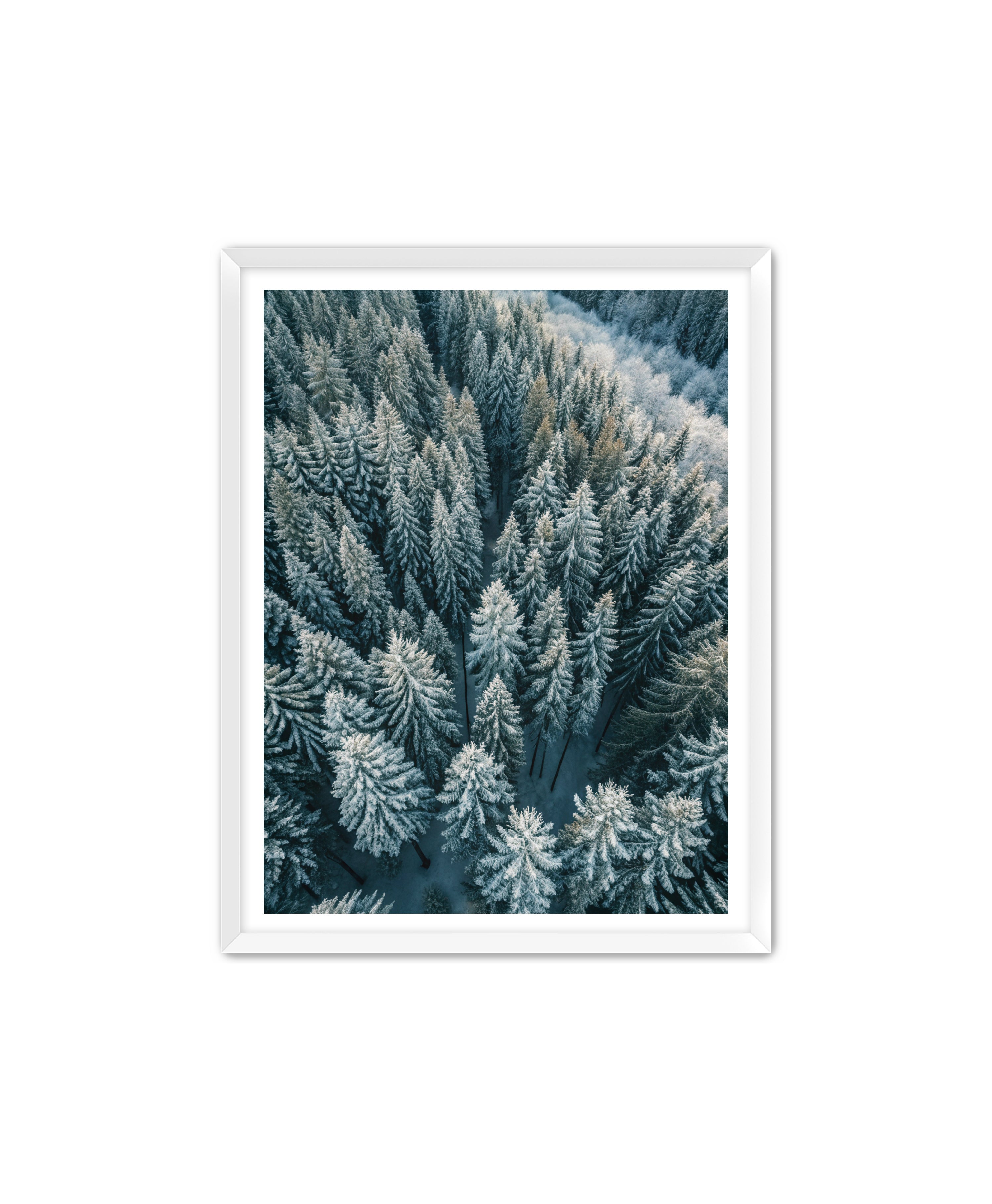 Apricus Prints Nature 'Winter Veins' Apricus Art Collection