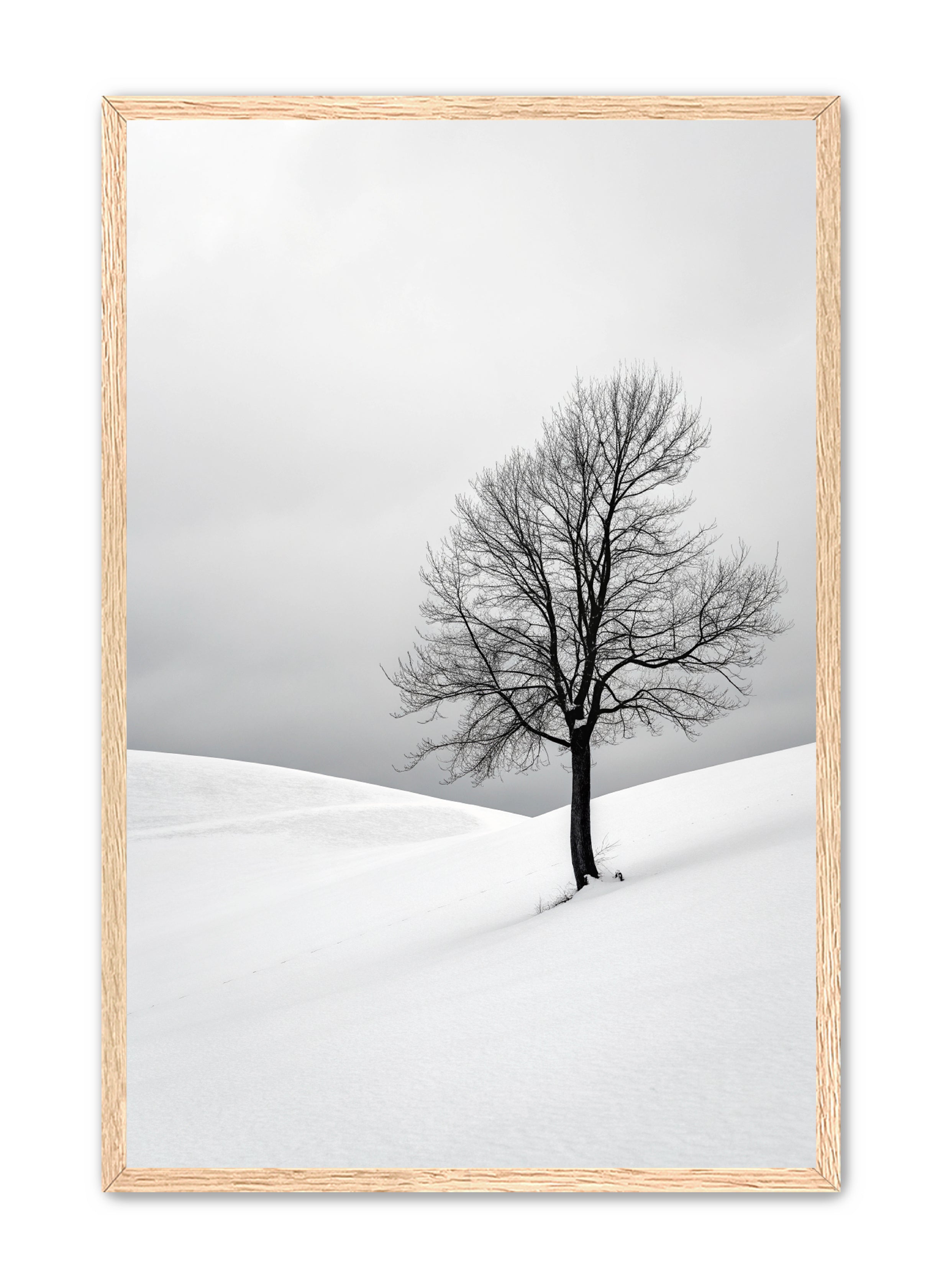 Apricus Prints 'Winter Whisper' Apricus Art Collection