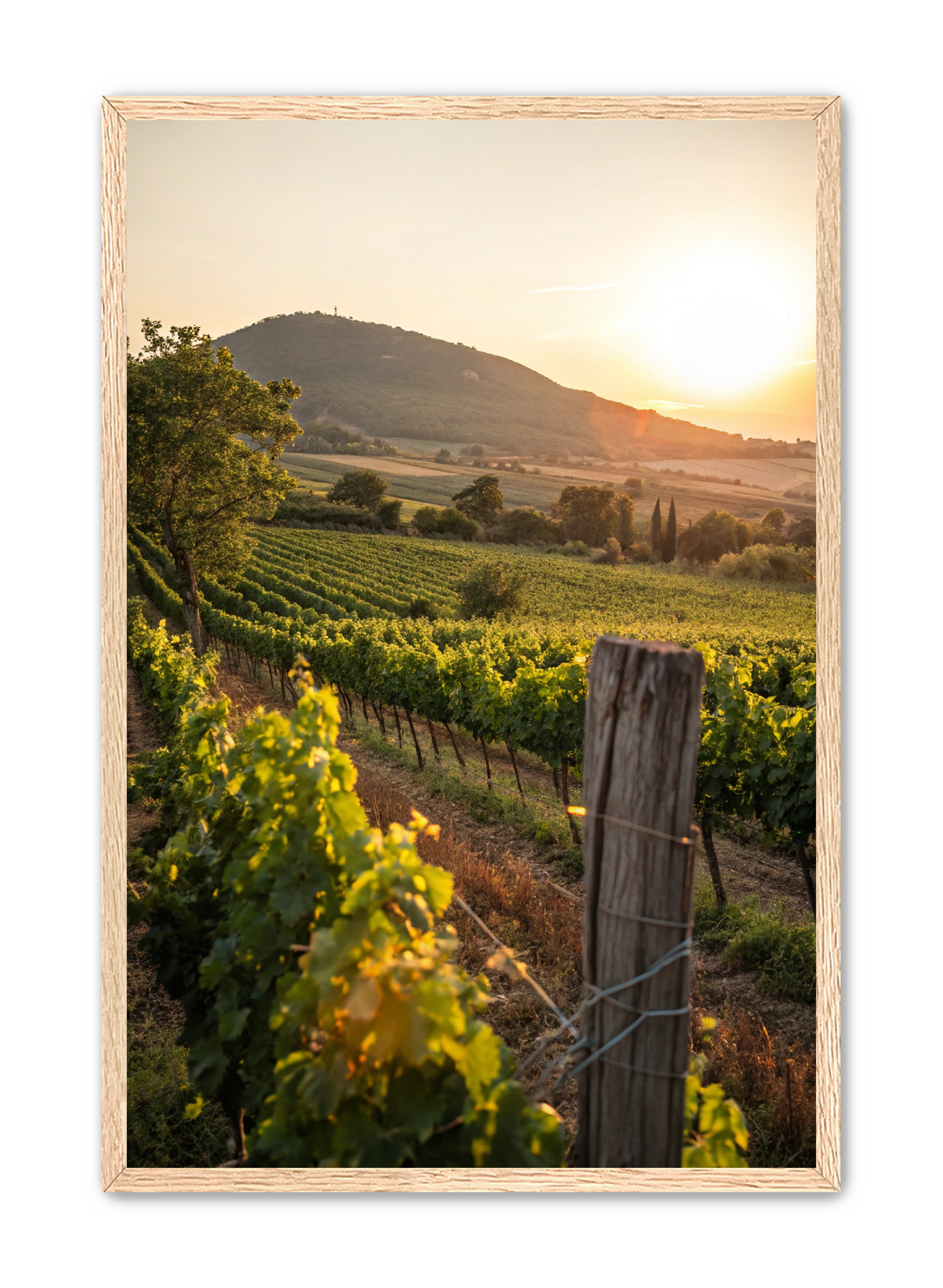 Apricus Prints 'Vines on the Vineyard' Apricus Art Collection