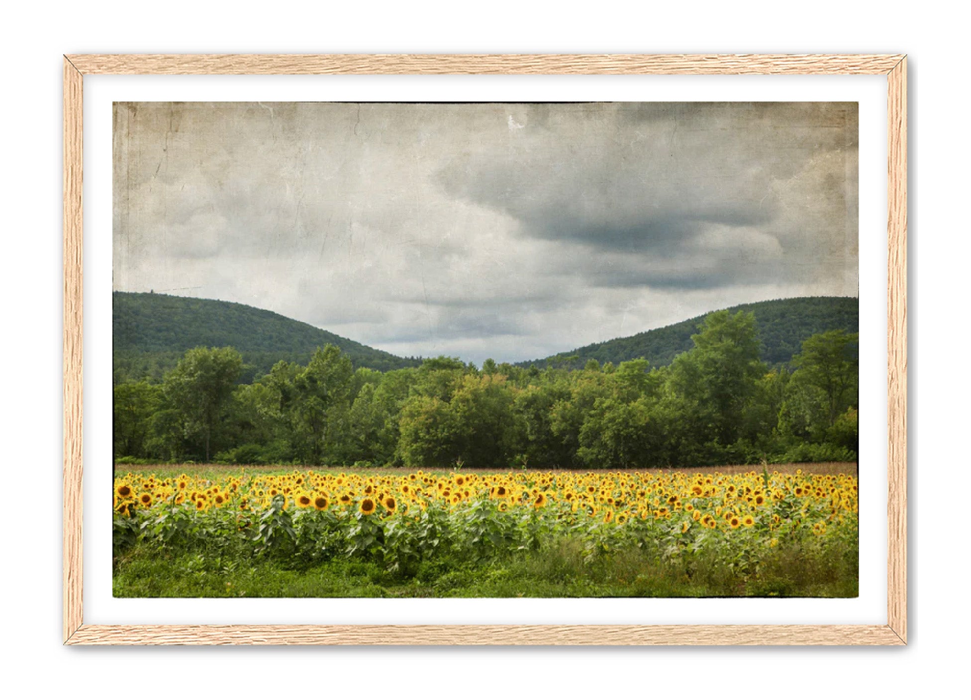 PhotoArt Prints 'SUNFLOWERS' Danielle Neumann Kelly