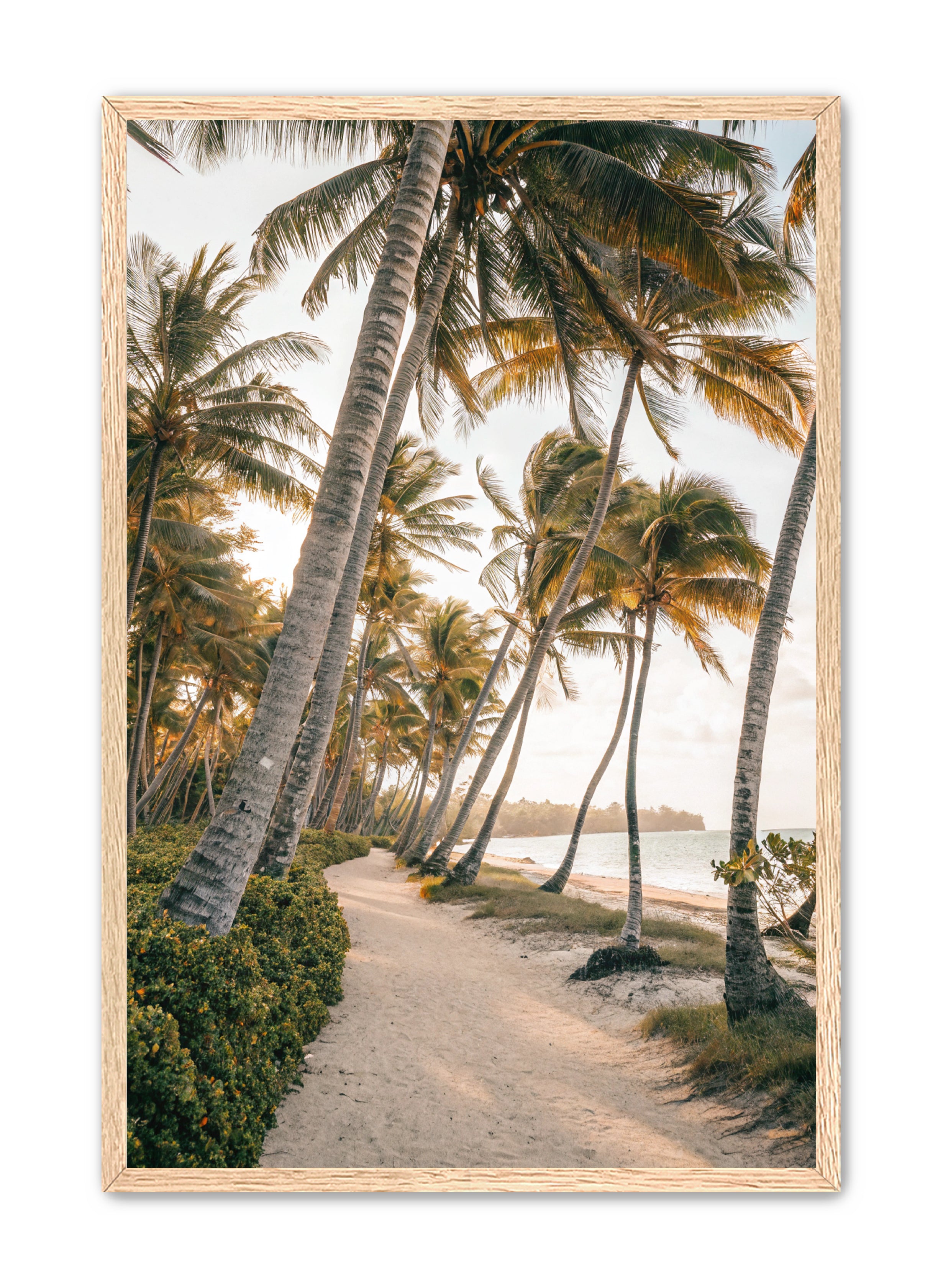 Apricus Prints Beaches 'Driftwood Dreams' Apricus Art Collection