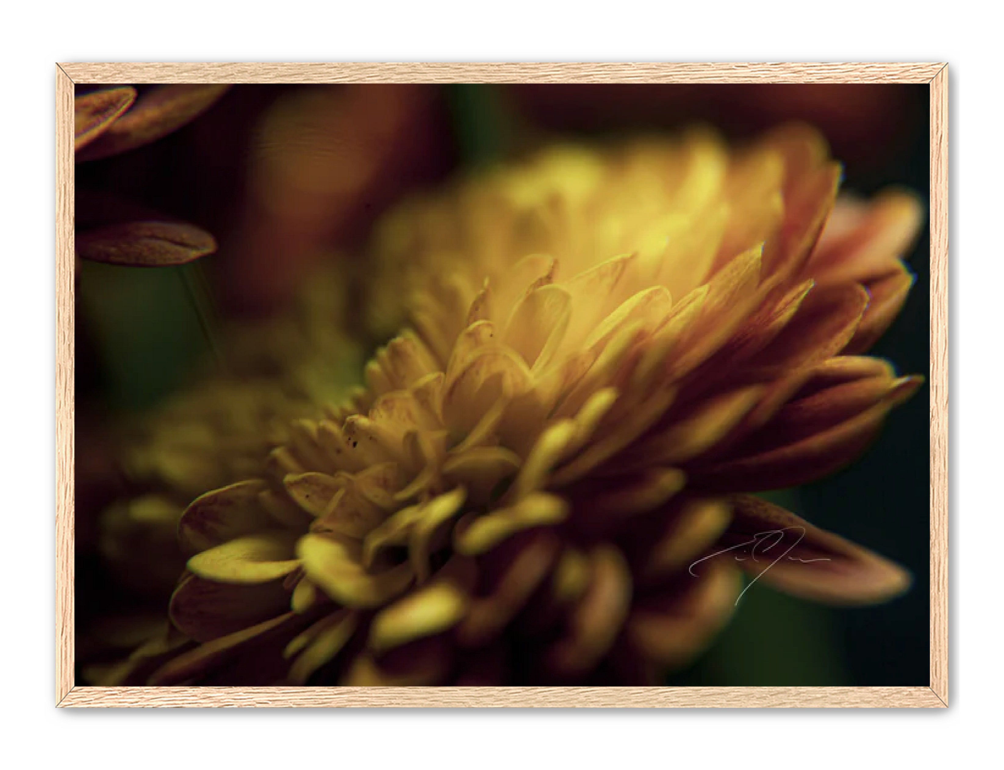 Art Contemporary Photography Prints 'Petal's Glow' Eric C. Jackson Studio