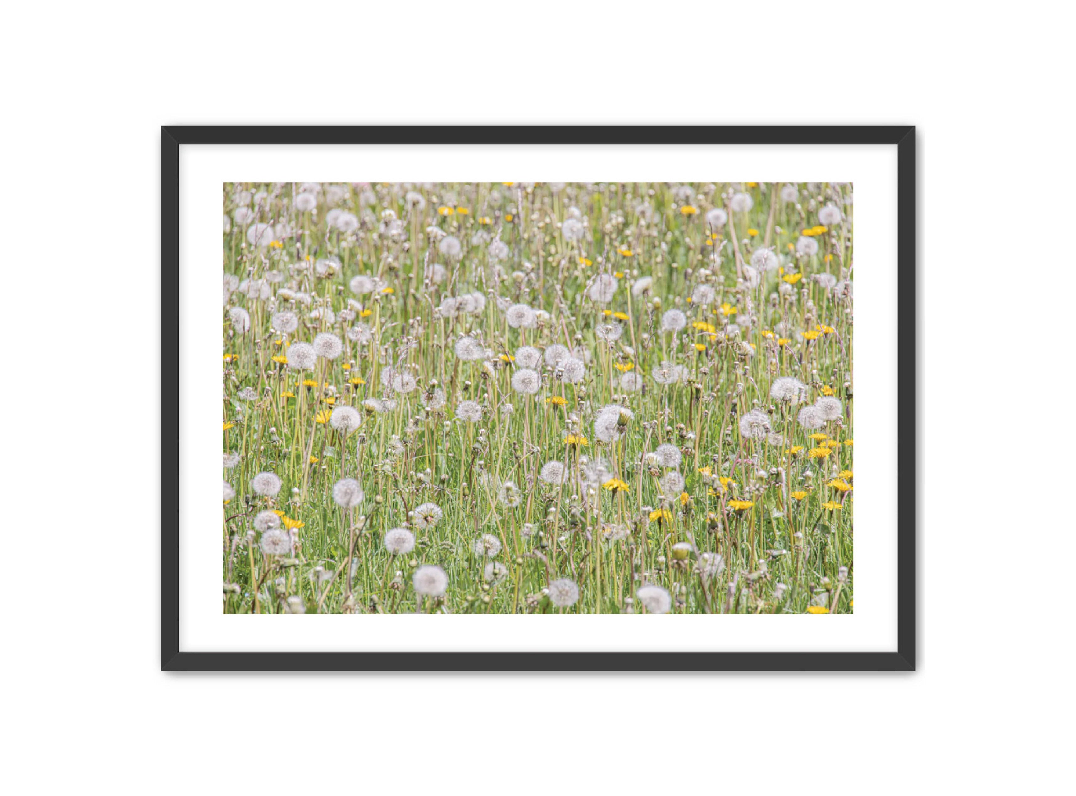 photography Prints 'FIELD OF FLOWERS' Erin Rudzinski