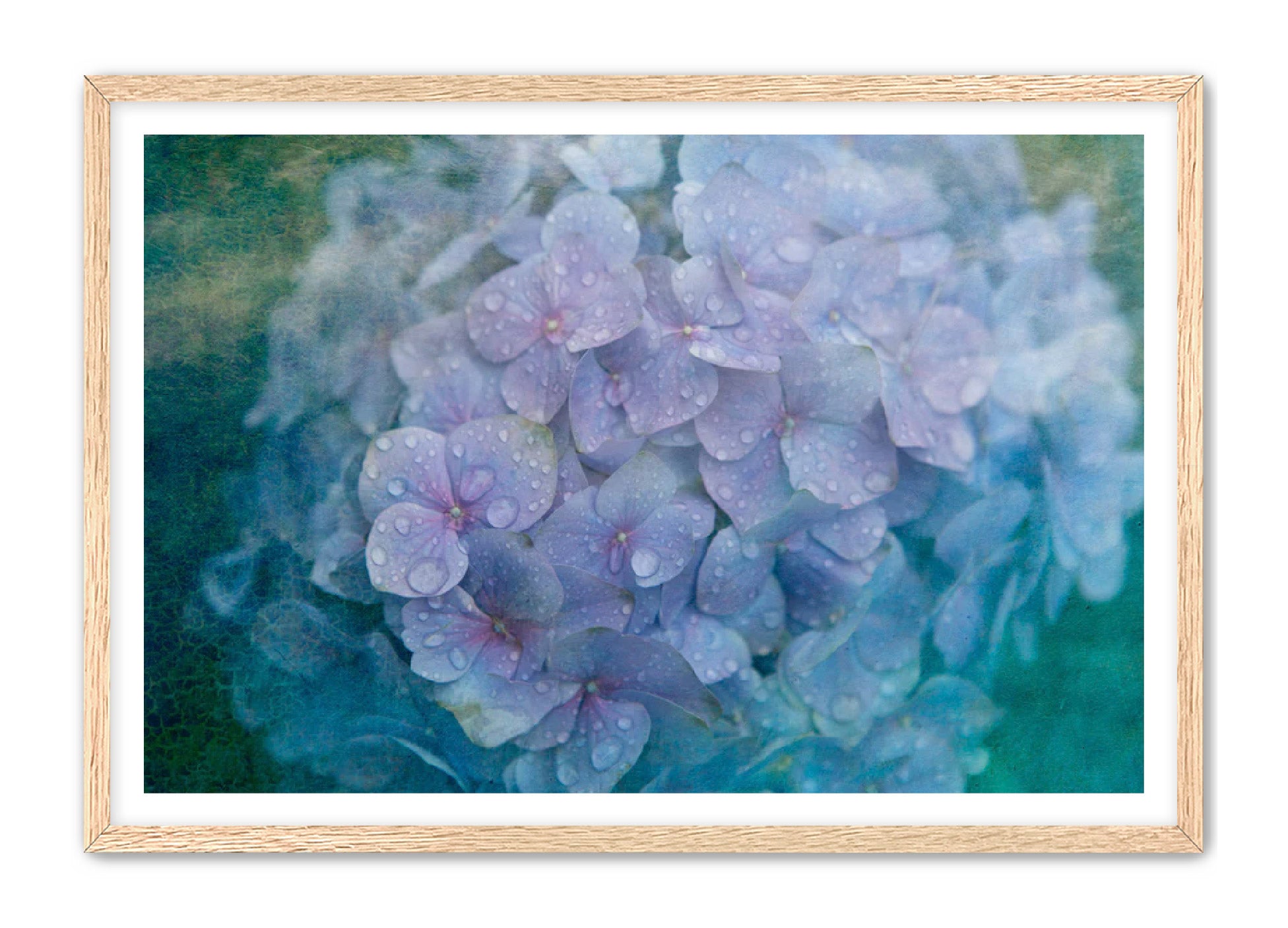 PhotoArt Prints 'HYDRANGEA' Danielle Neumann Kelly