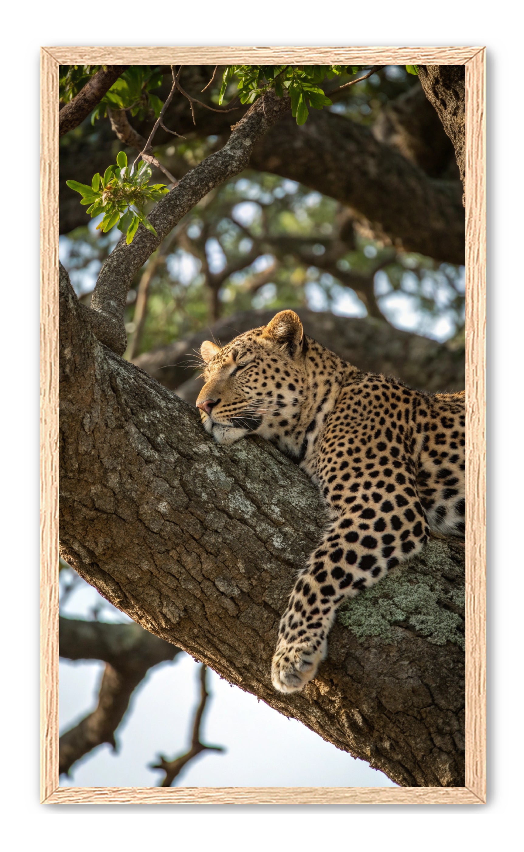 Apricus Prints 'Nap Time' Apricus Art Collection