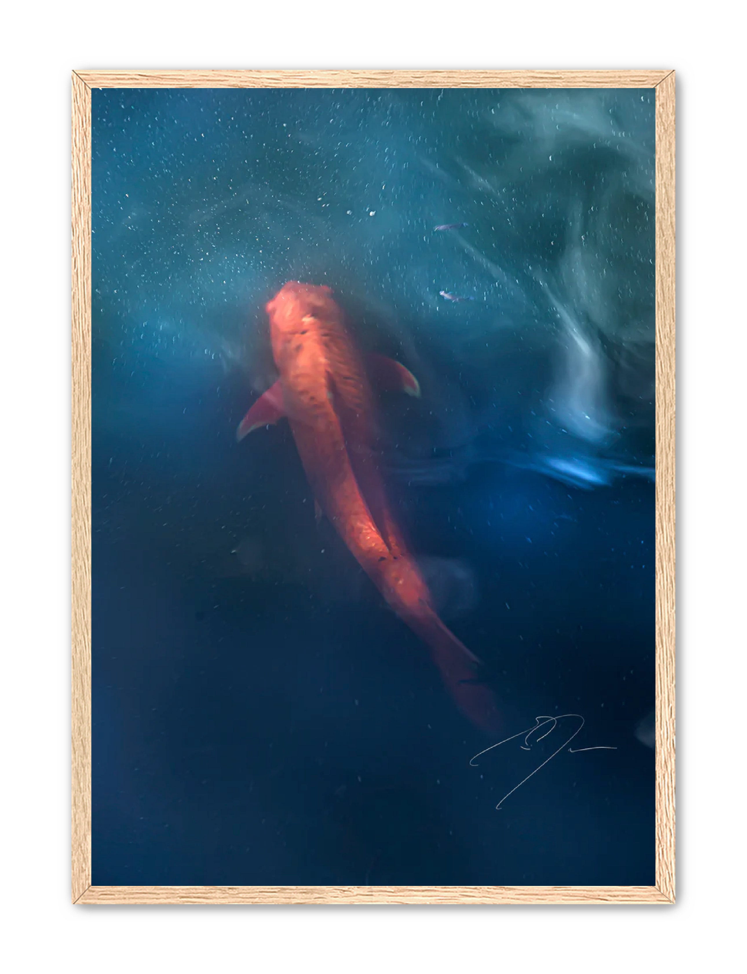 Art Contemporary Photography Prints 'KOI' - Photography Eric C. Jackson Studio