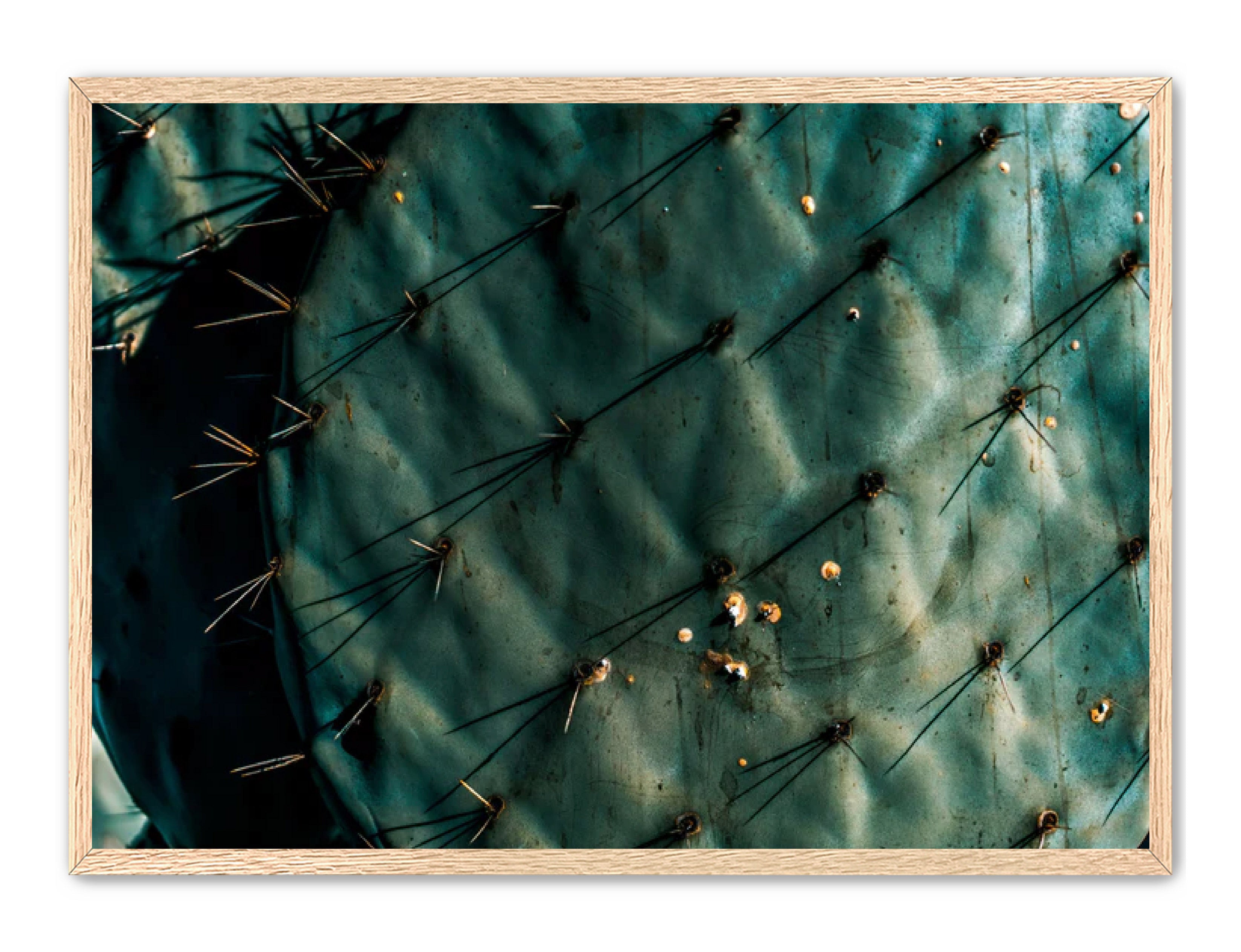 Photography Prints 'Nopal Azul' Reed Decker