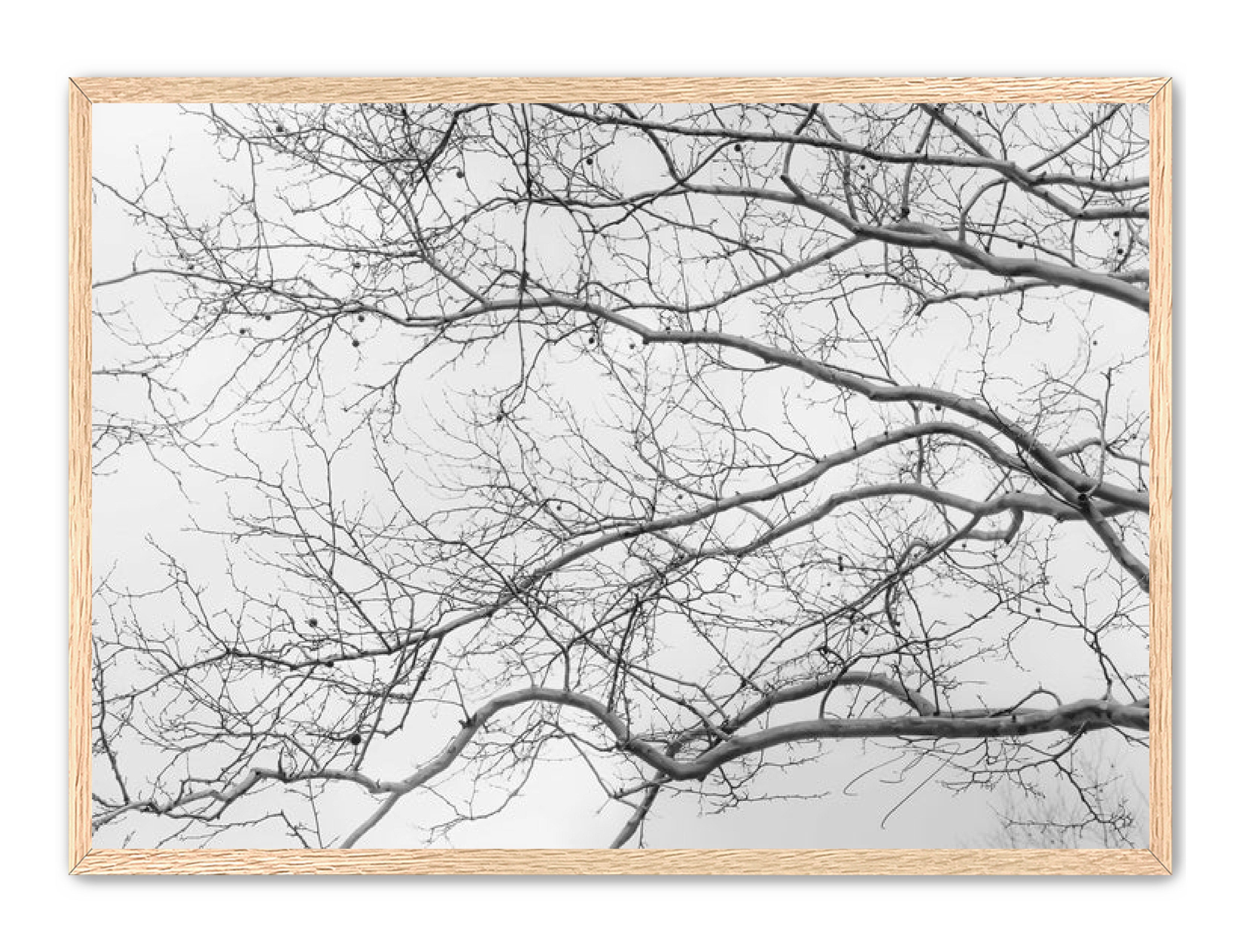 Art Contemporary Photography Prints 'Intertwined' Eric C. Jackson Studio