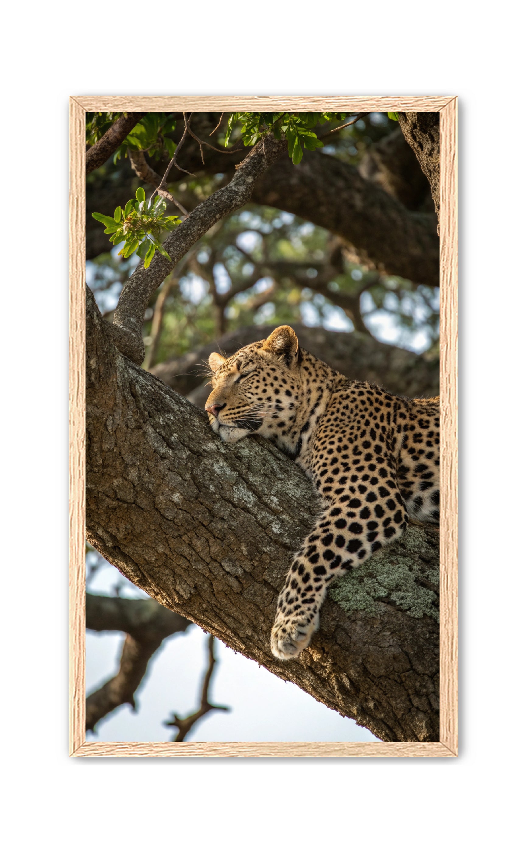 Apricus Prints 'Nap Time' Apricus Art Collection