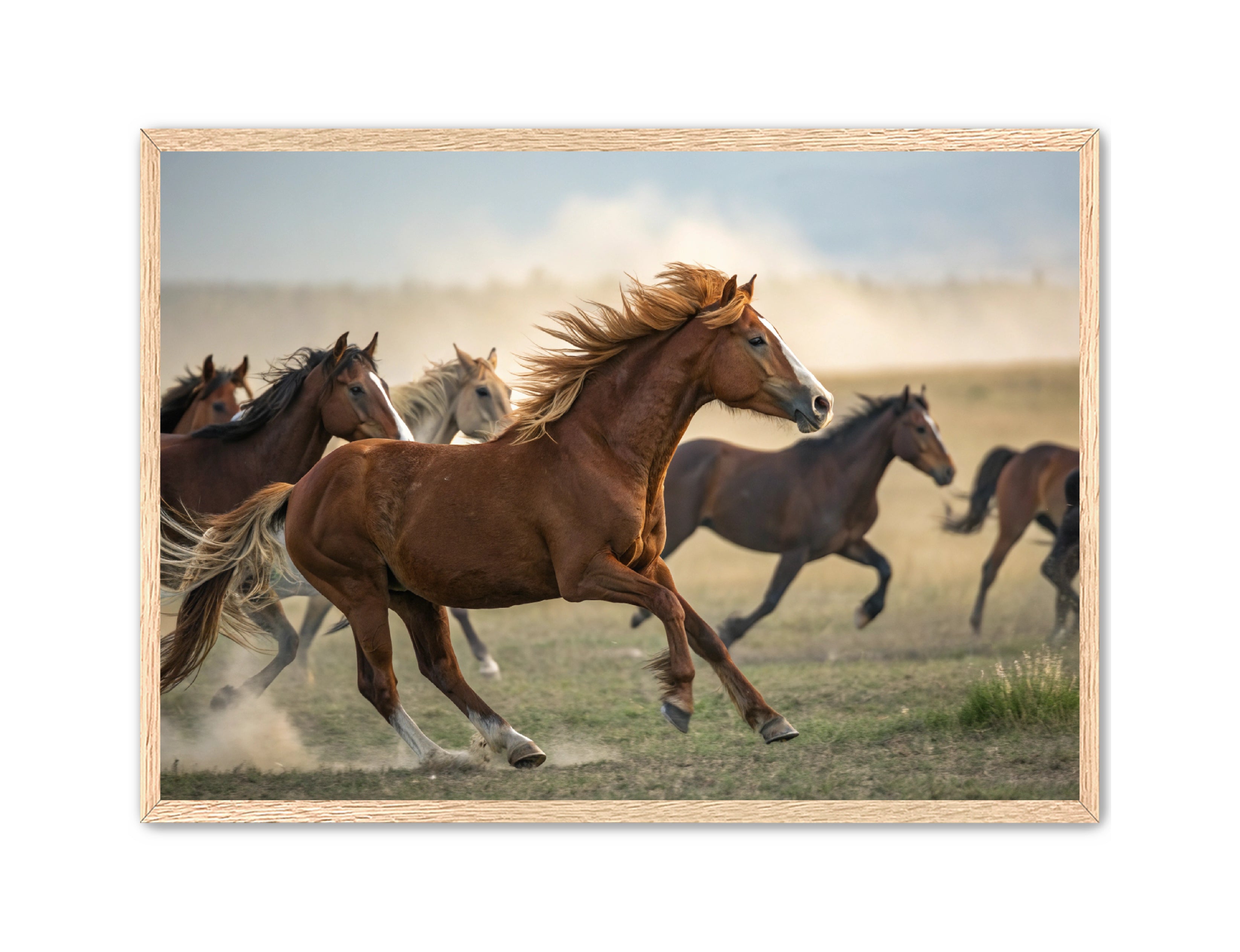 Apricus Prints Vaquero 'Stampede Leader' Apricus Art Collection