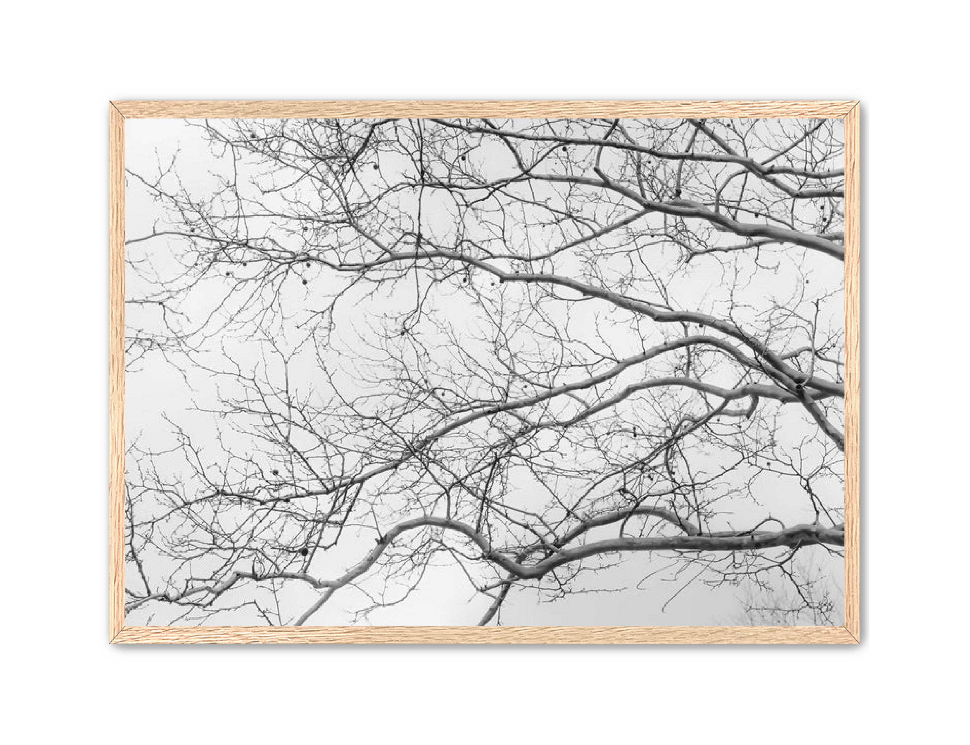 Art Contemporary Photography Prints 'Intertwined' Eric C. Jackson Studio