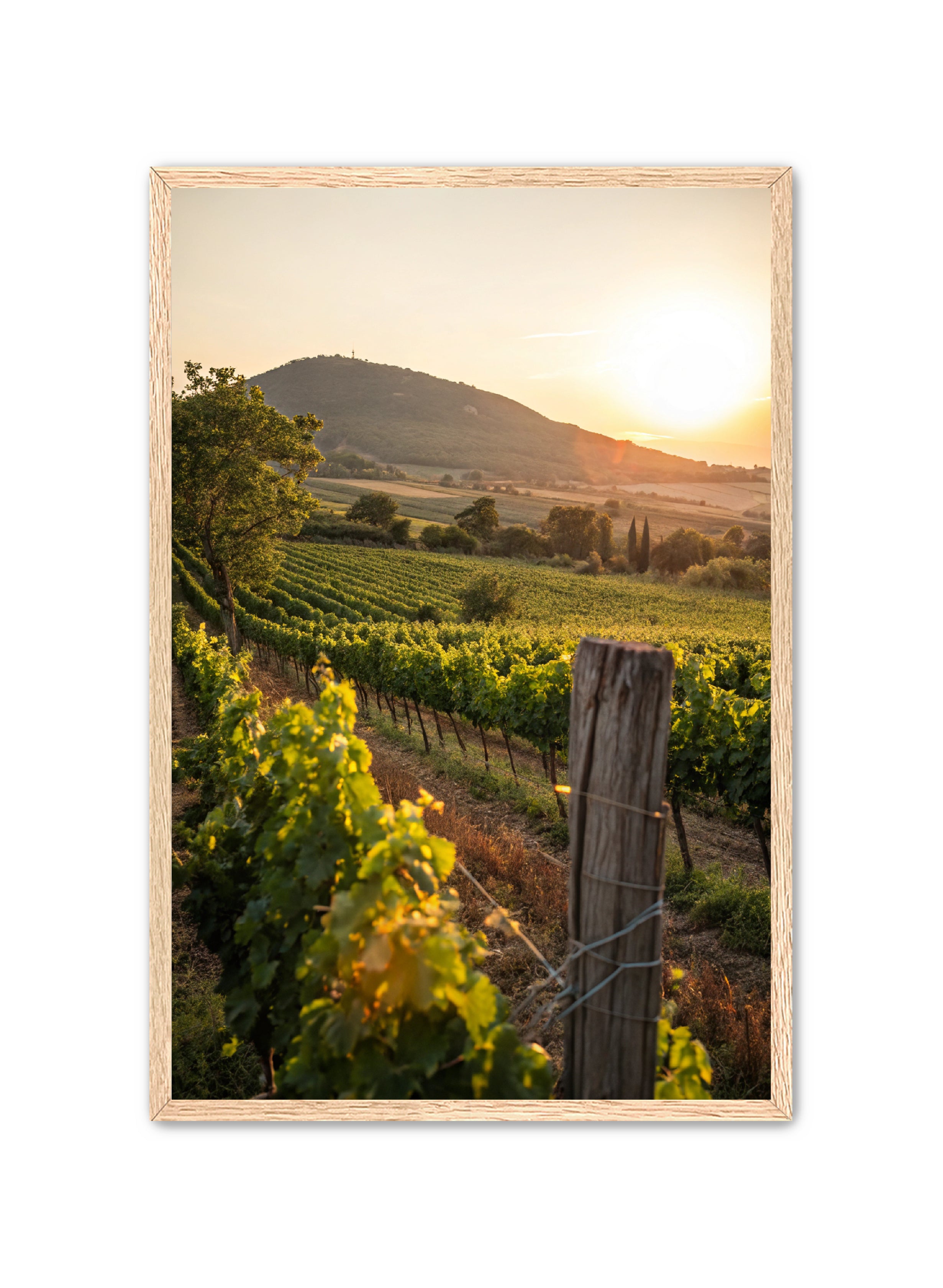 Apricus Prints 'Vines on the Vineyard' Apricus Art Collection