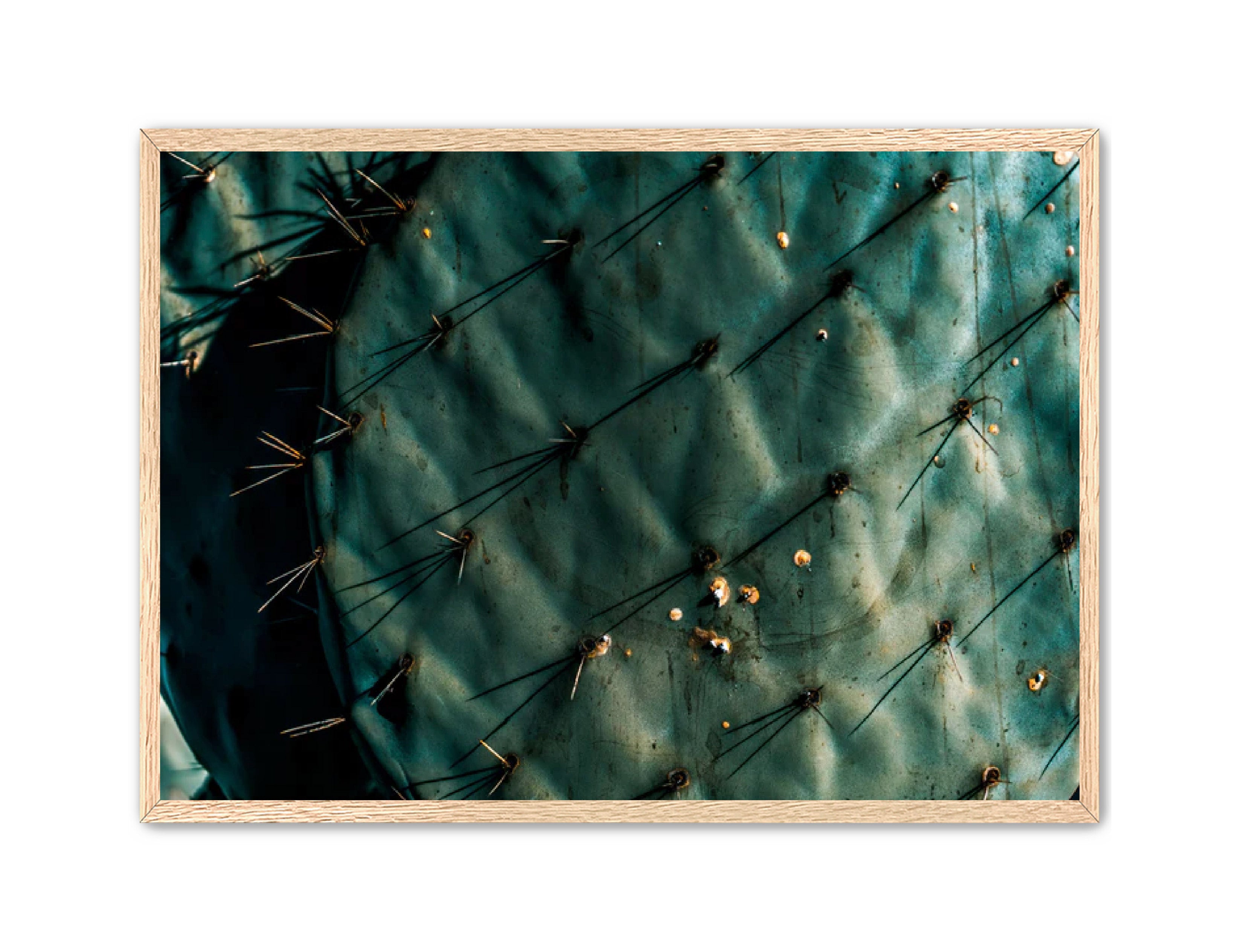 Photography Prints 'Nopal Azul' Reed Decker