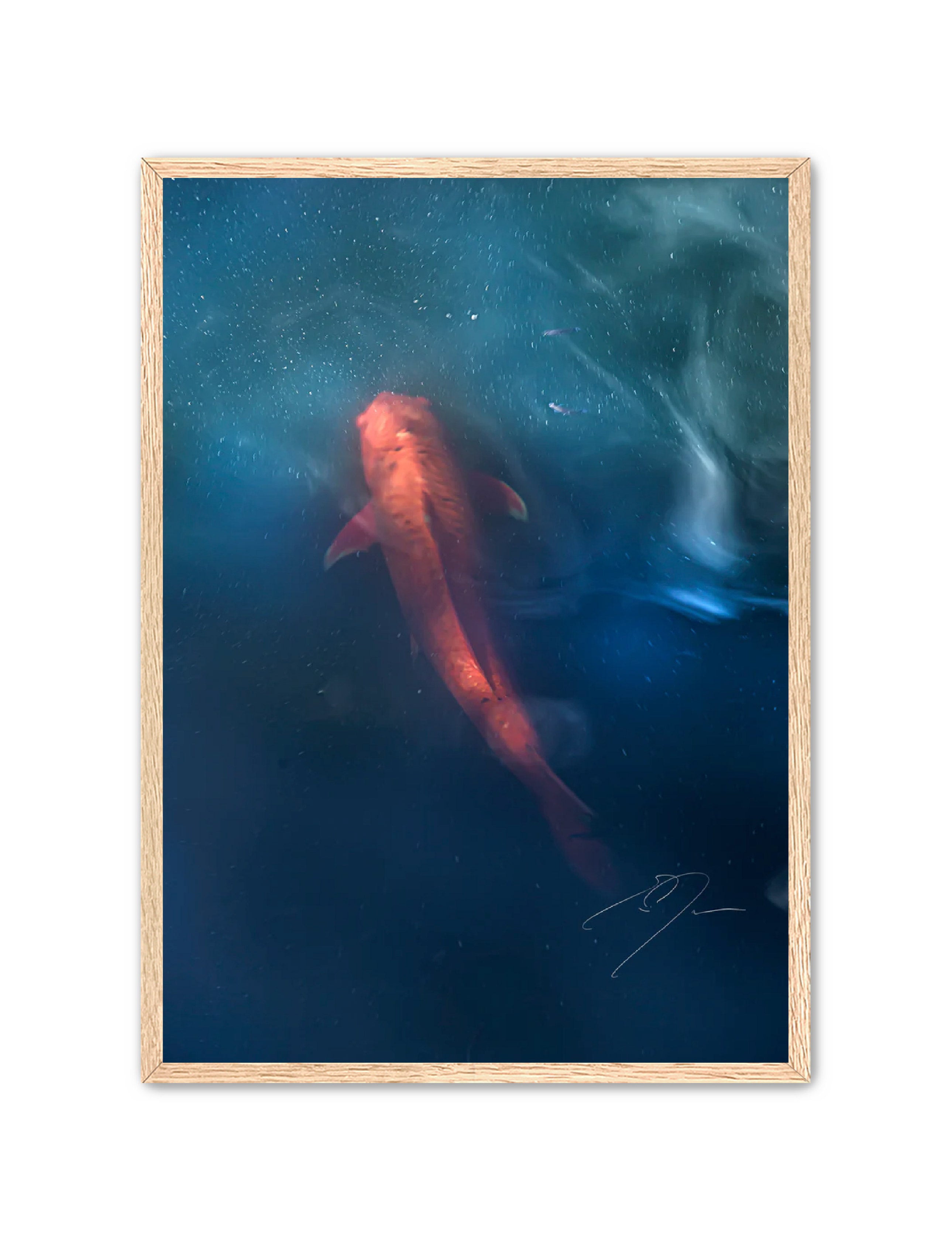 Art Contemporary Photography Prints 'KOI' - Photography Eric C. Jackson Studio