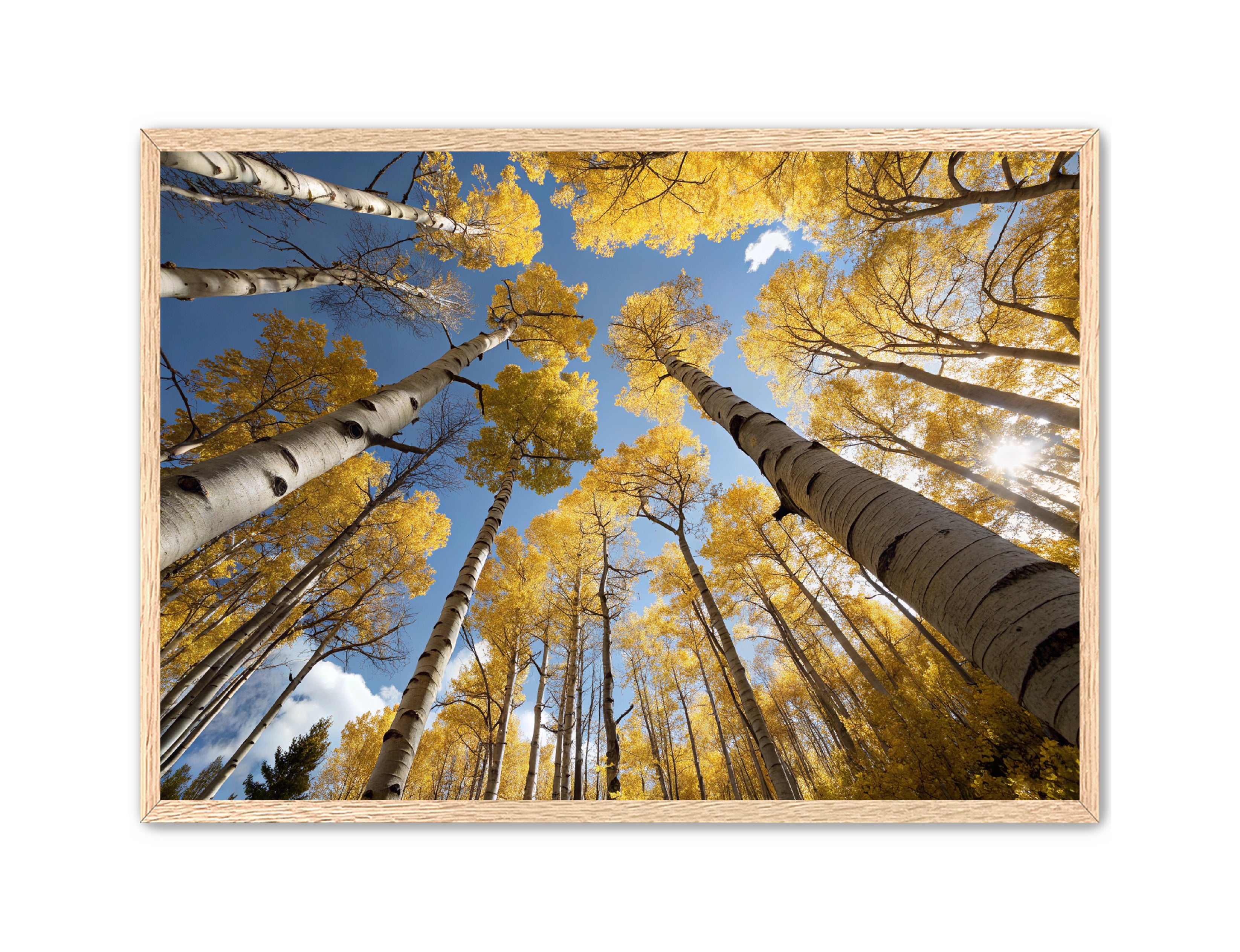 Apricus Prints 'Golden Reach' Apricus Art Collection