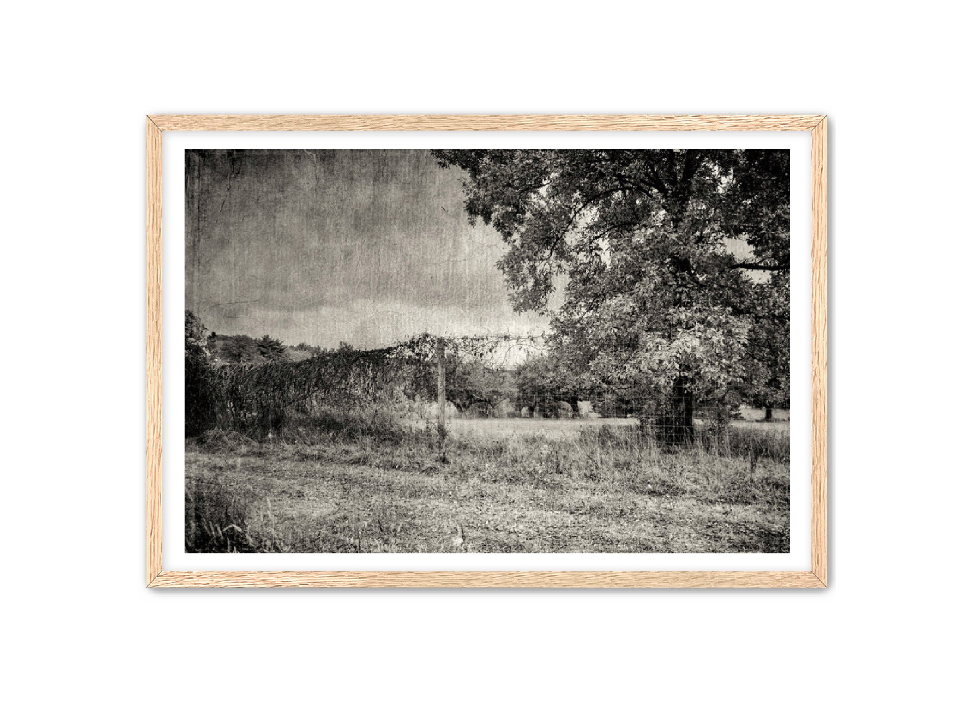 PhotoArt Prints 'ORCHARD B/W' Danielle Neumann Kelly